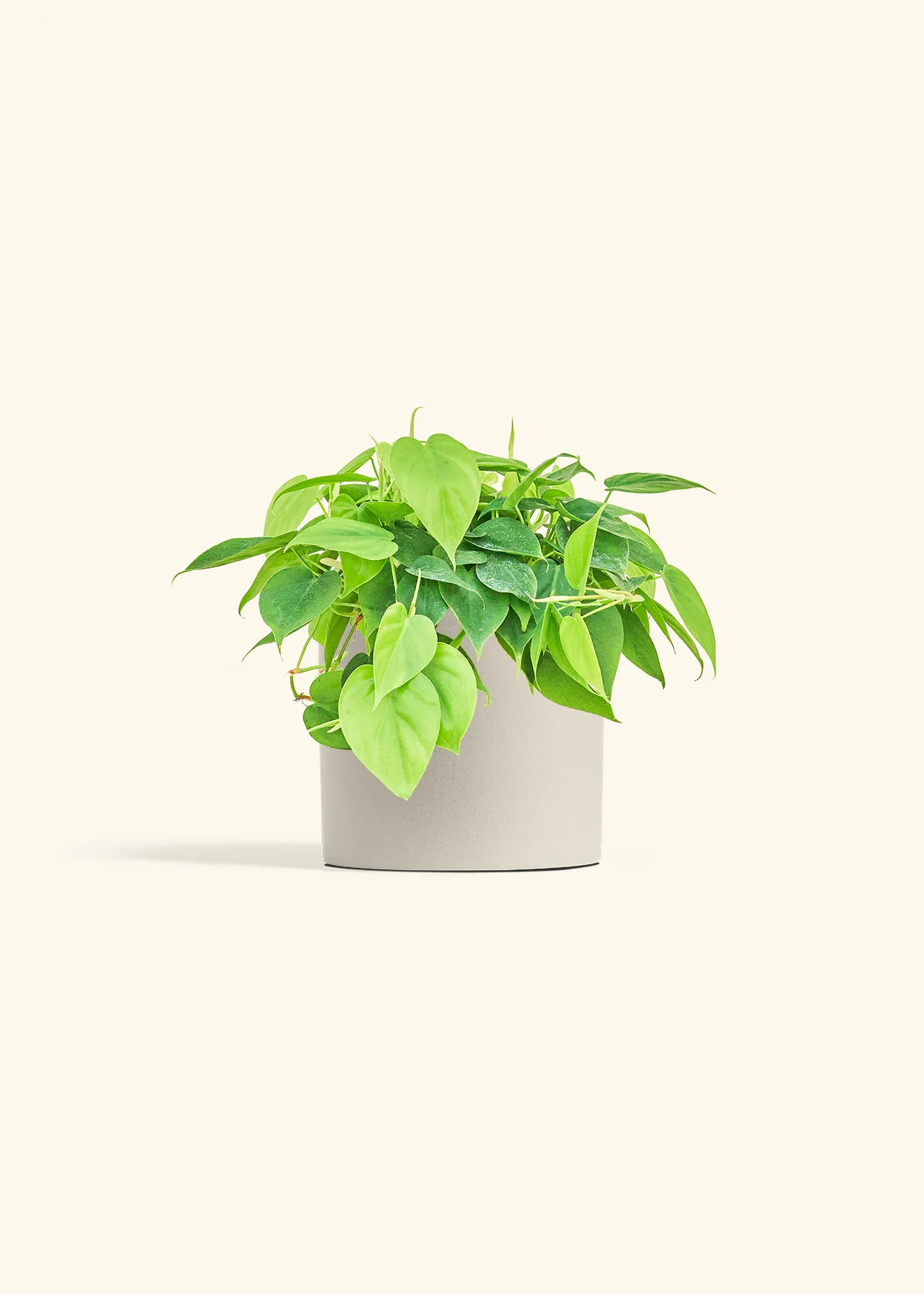 Heartleaf Philodendron - Image 13