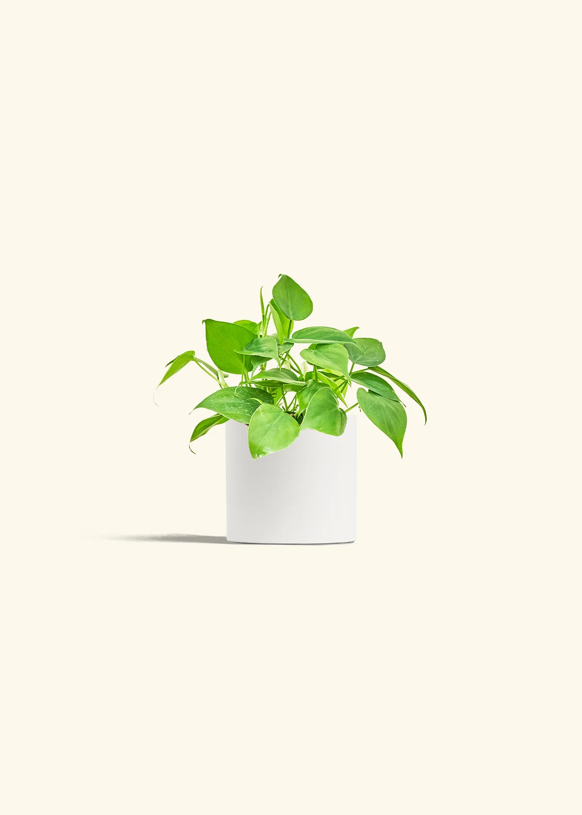 Heartleaf Philodendron - Image 3