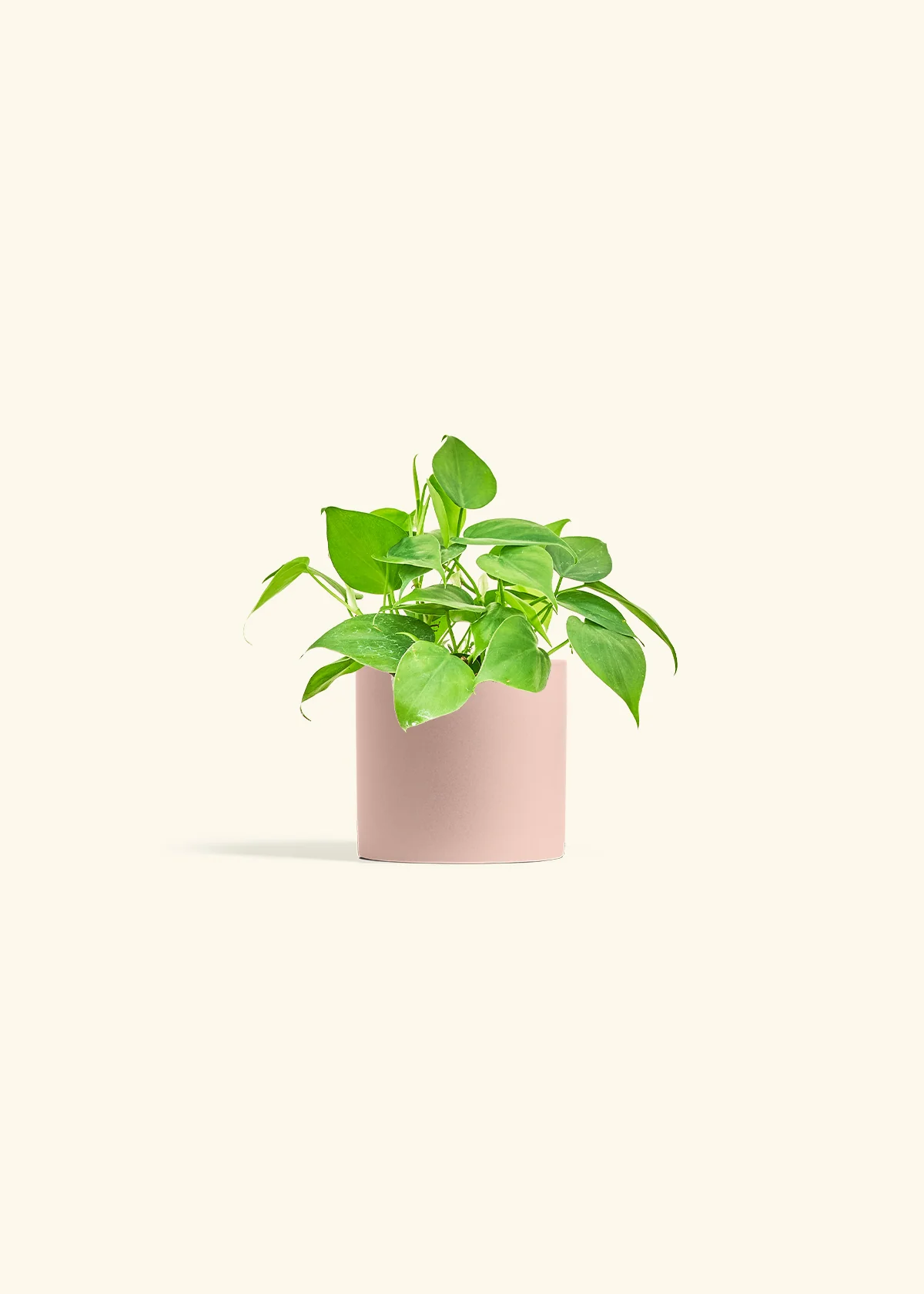 Heartleaf Philodendron - Image 4