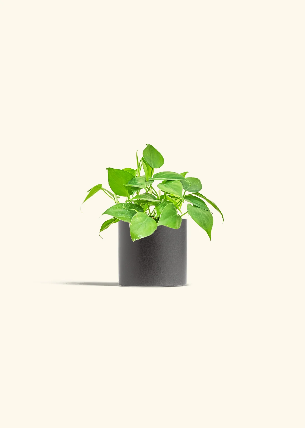 Heartleaf Philodendron - Image 5