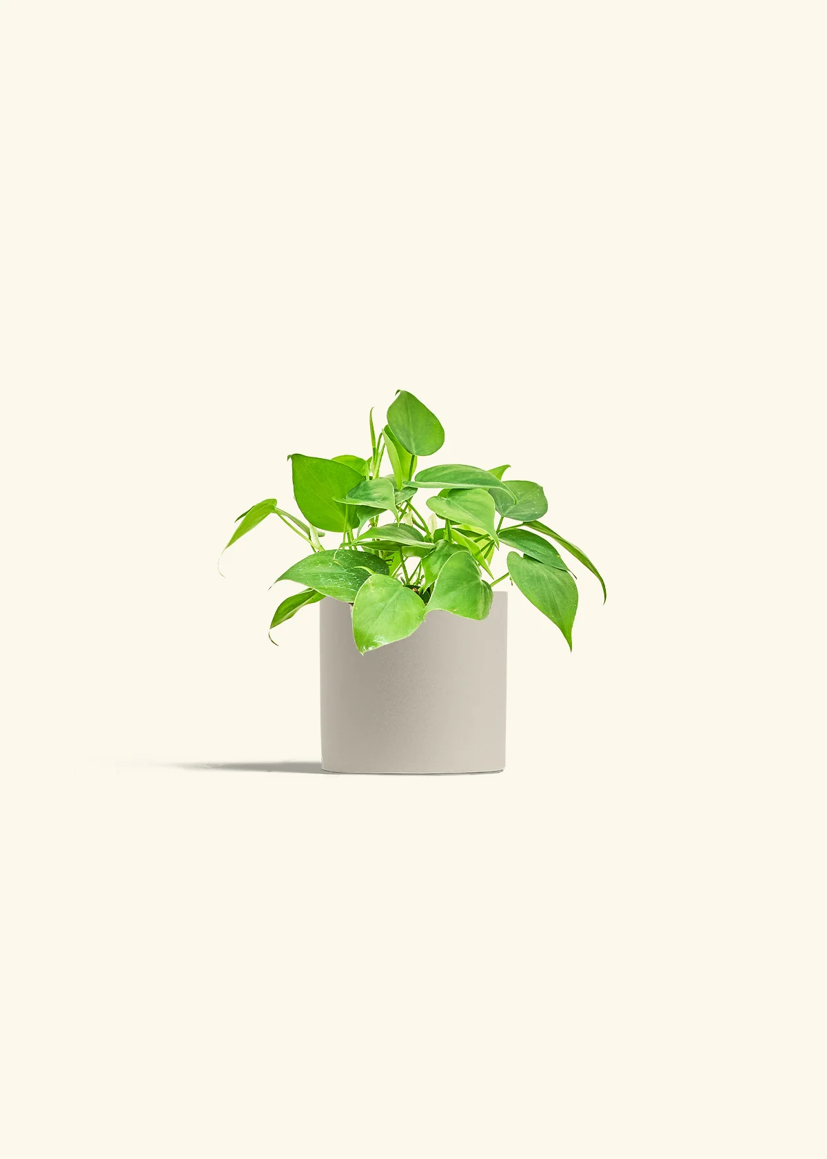 Heartleaf Philodendron - Image 6