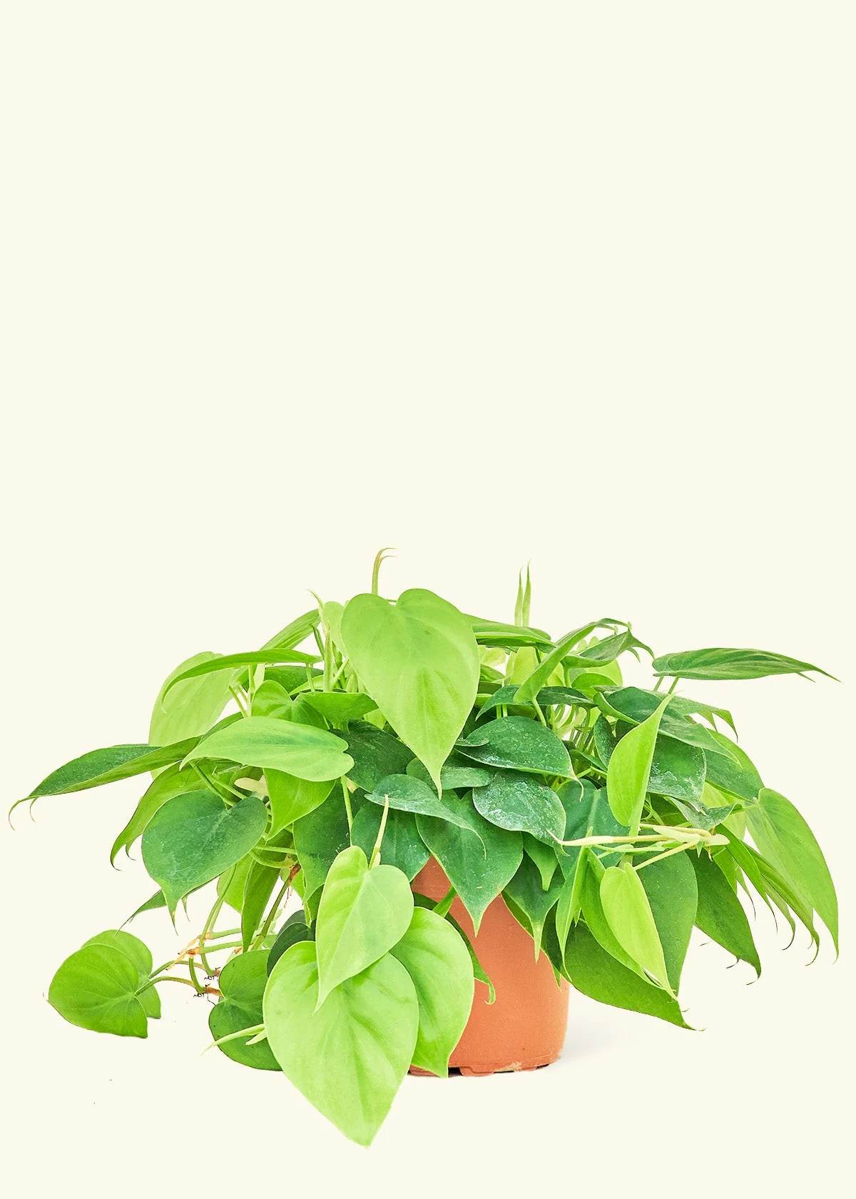 Heartleaf Philodendron - Image 7