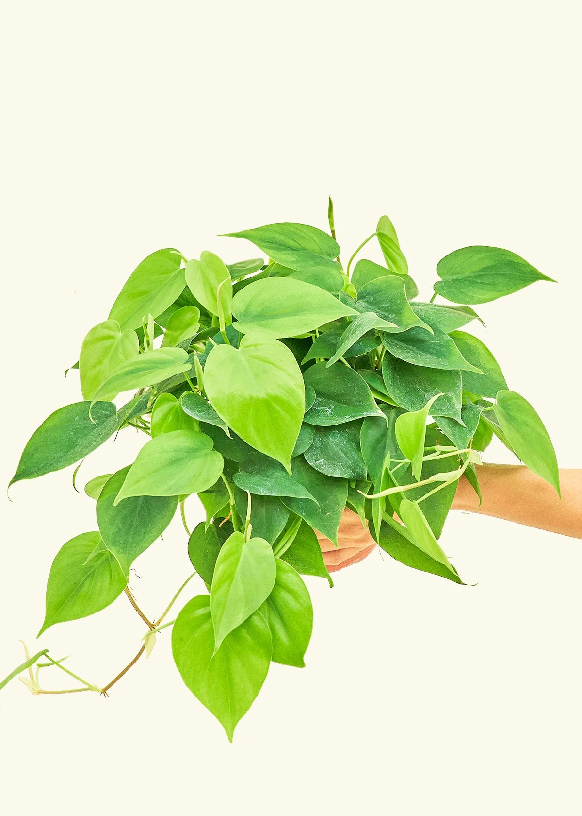 Heartleaf Philodendron - Image 8