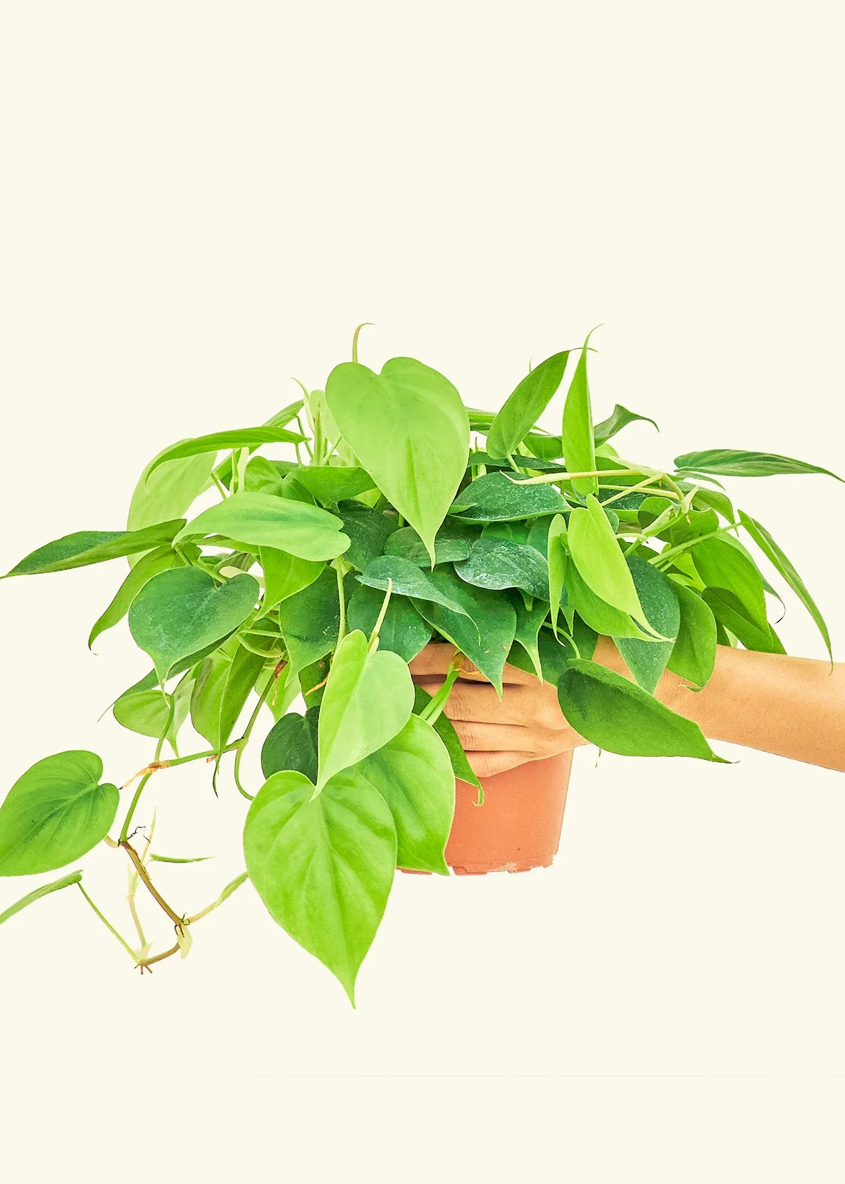 Heartleaf Philodendron - Image 9