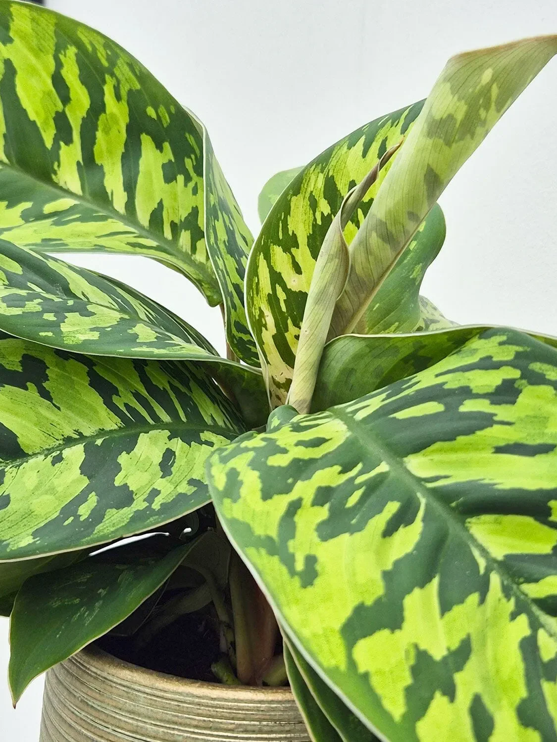 Homalomena 'Camouflage' - Image 2