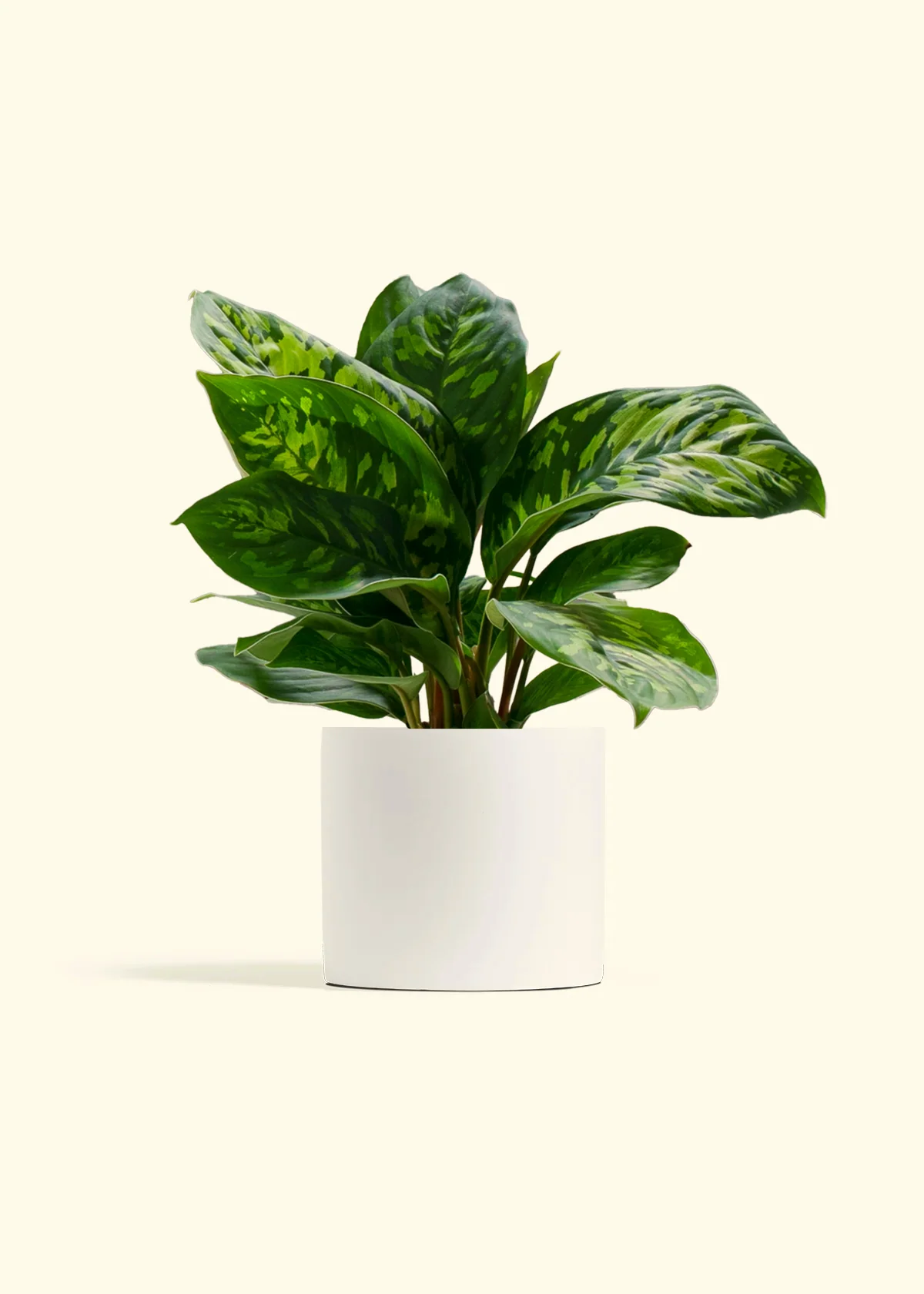 Homalomena 'Camouflage' - Image 3