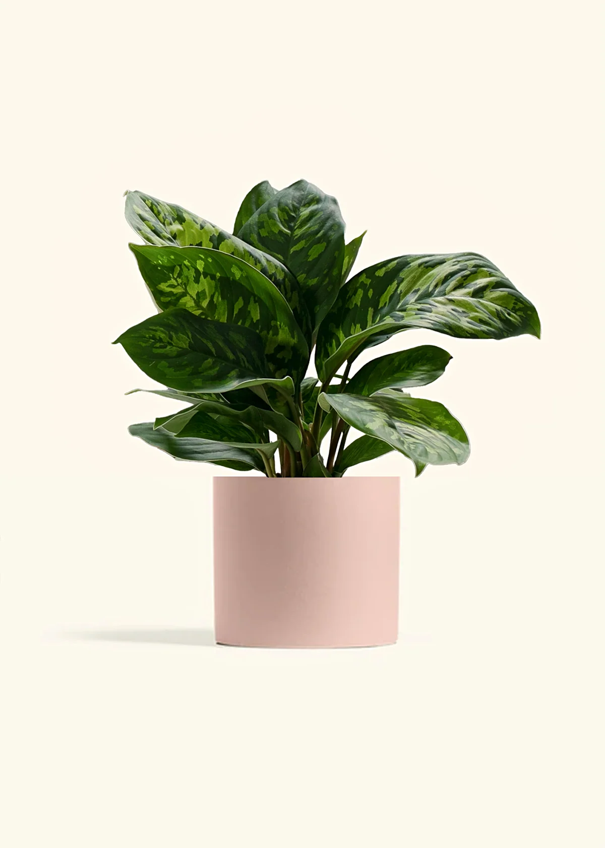 Homalomena 'Camouflage' - Image 4