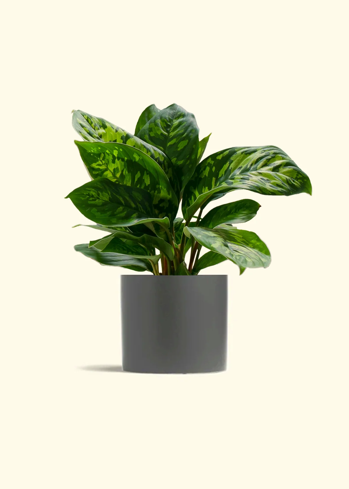 Homalomena 'Camouflage' - Image 5