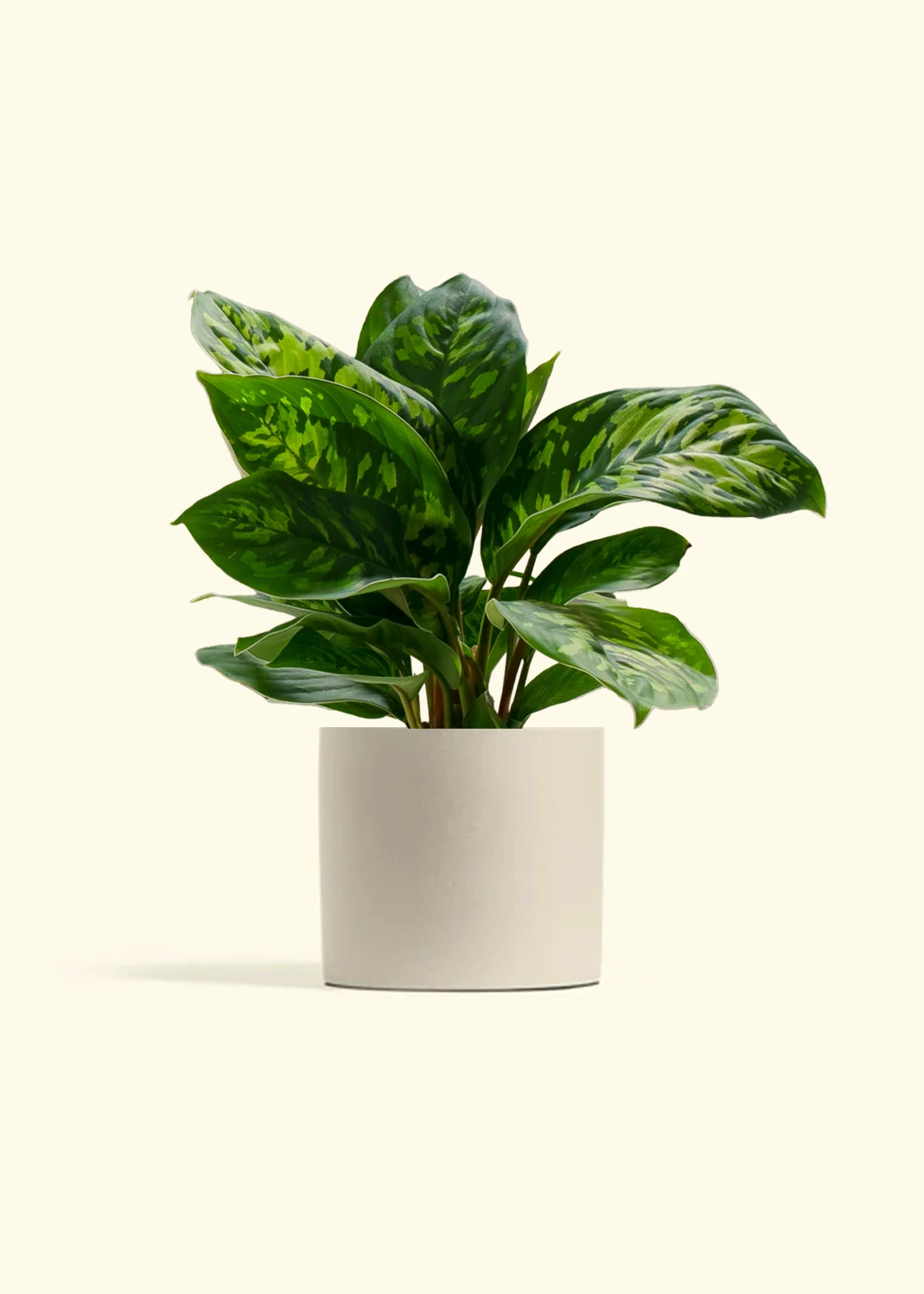 Homalomena 'Camouflage' - Image 6