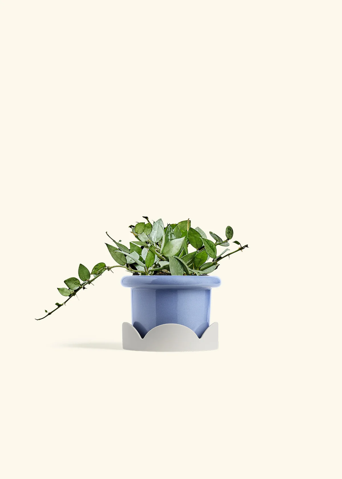 Hoya 'Arctic' - Image 10