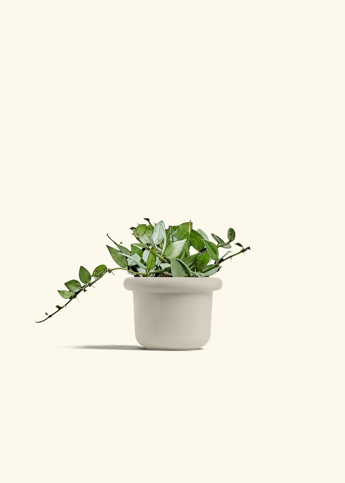 Hoya 'Arctic' - Image 16