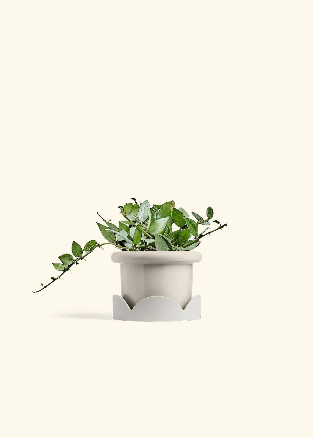 Hoya 'Arctic' - Image 18