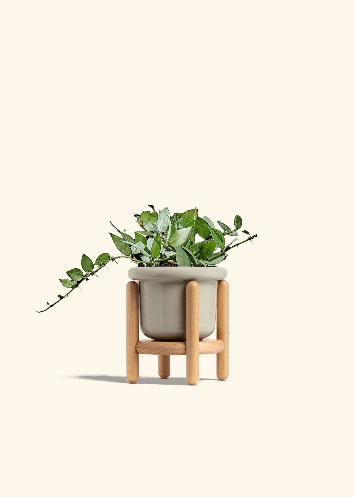Hoya 'Arctic' - Image 19