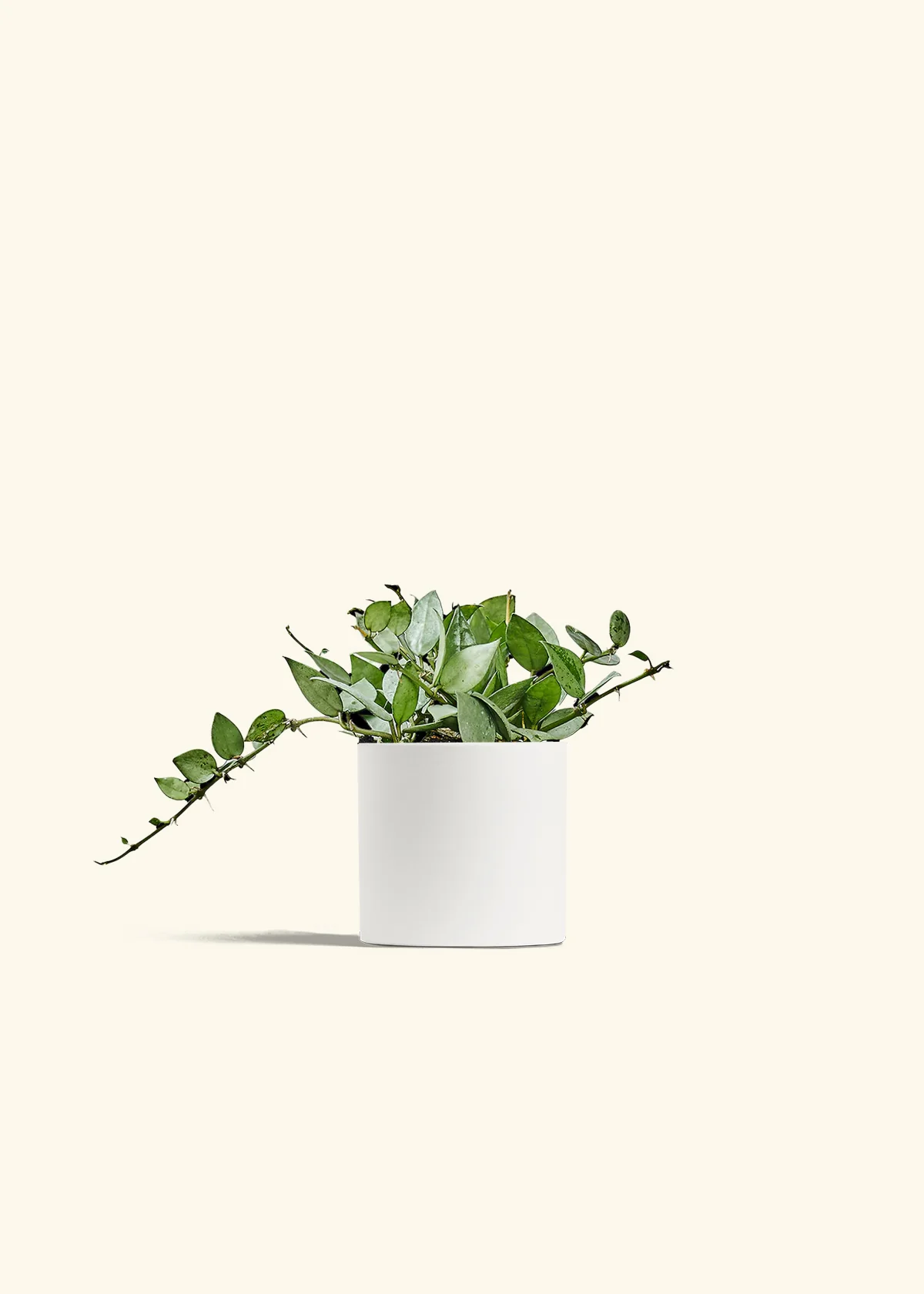Hoya 'Arctic' - Image 20
