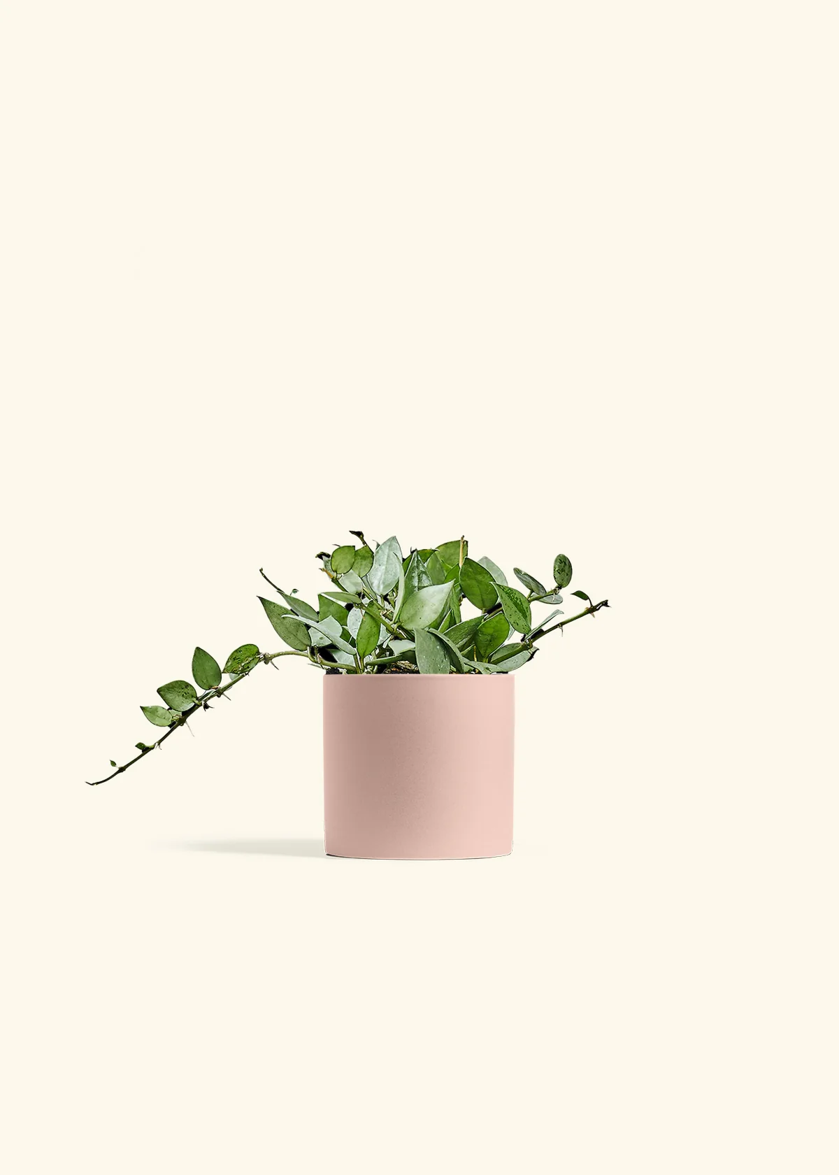 Hoya 'Arctic' - Image 24