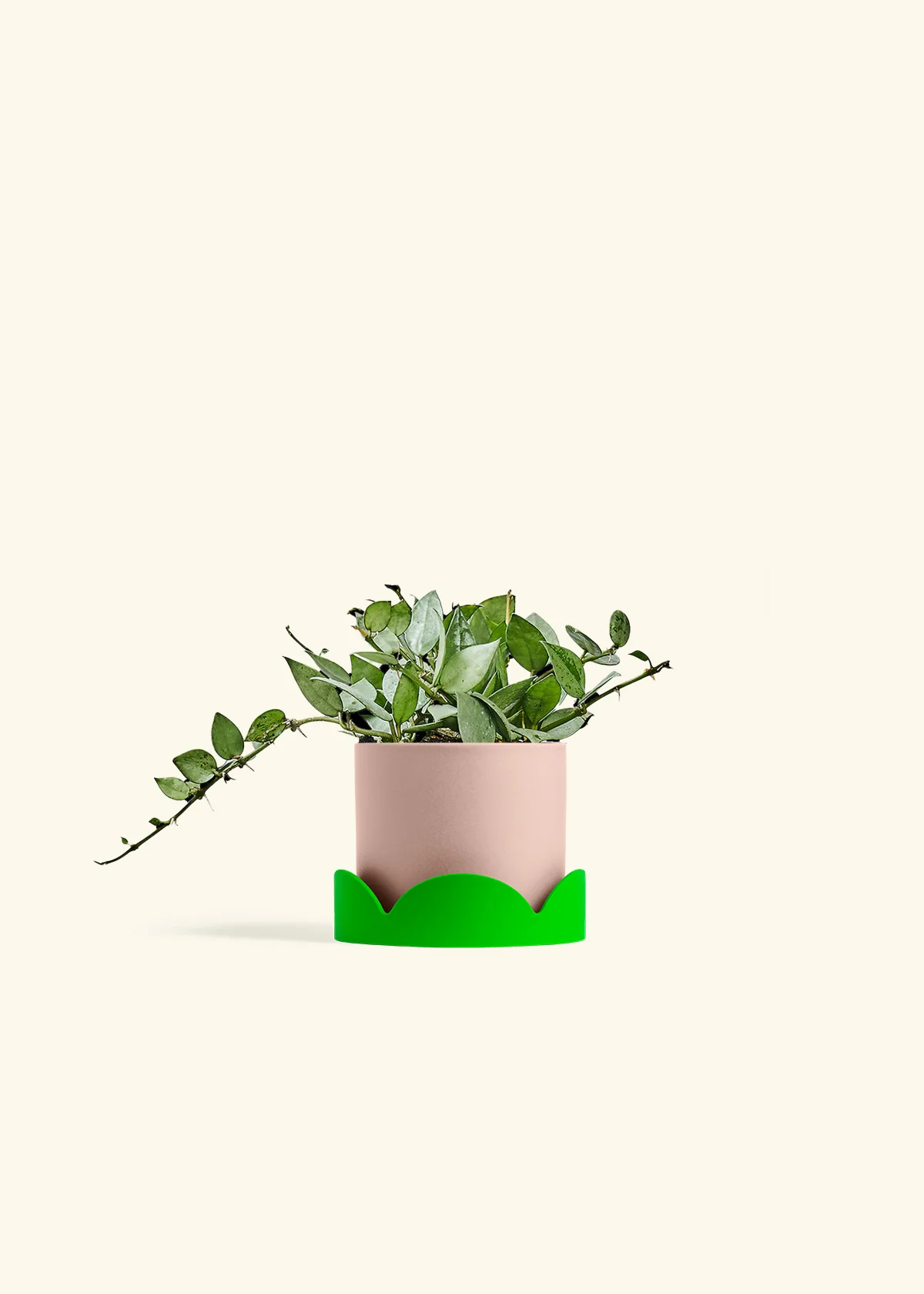 Hoya 'Arctic' - Image 25