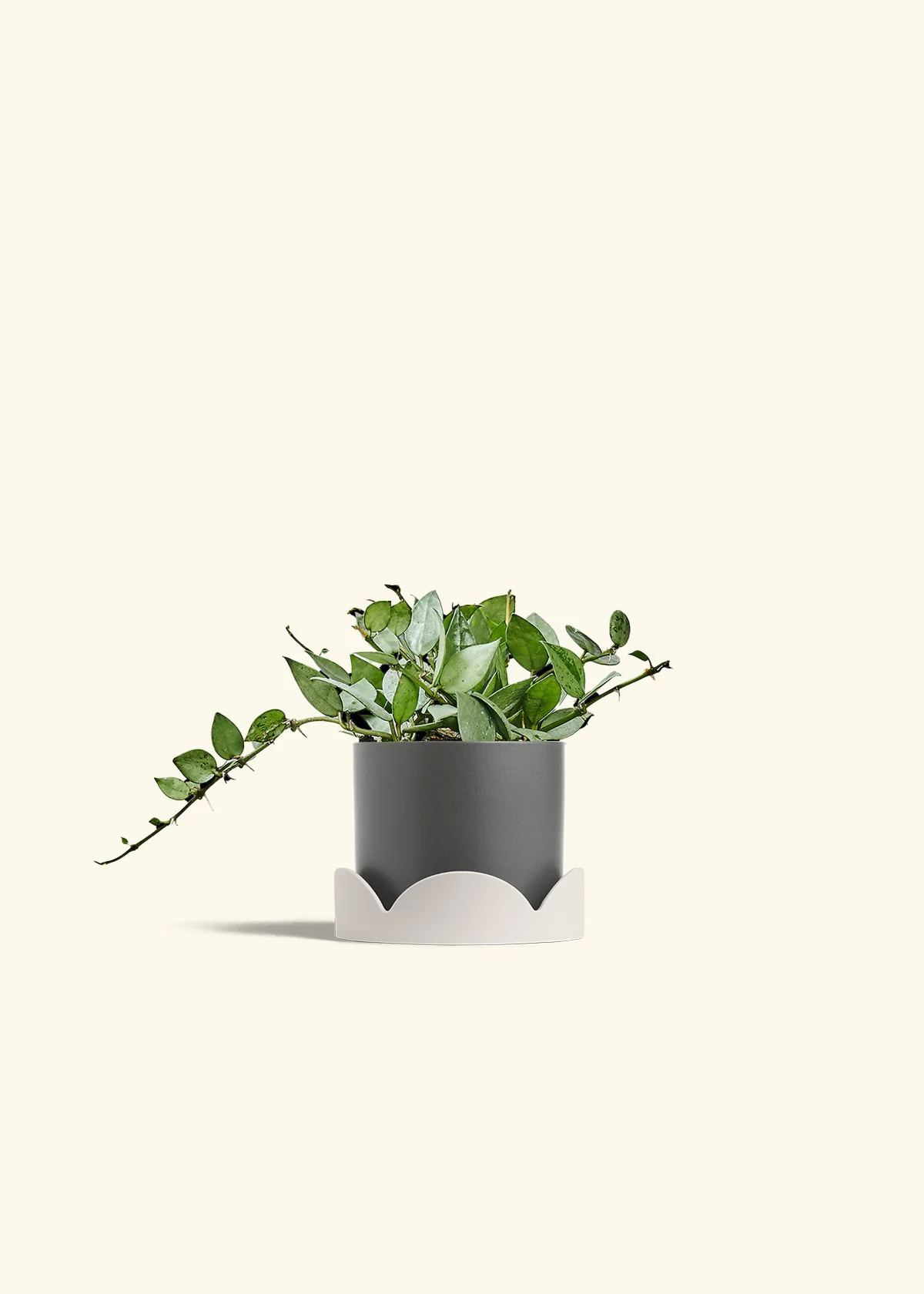 Hoya 'Arctic' - Image 26