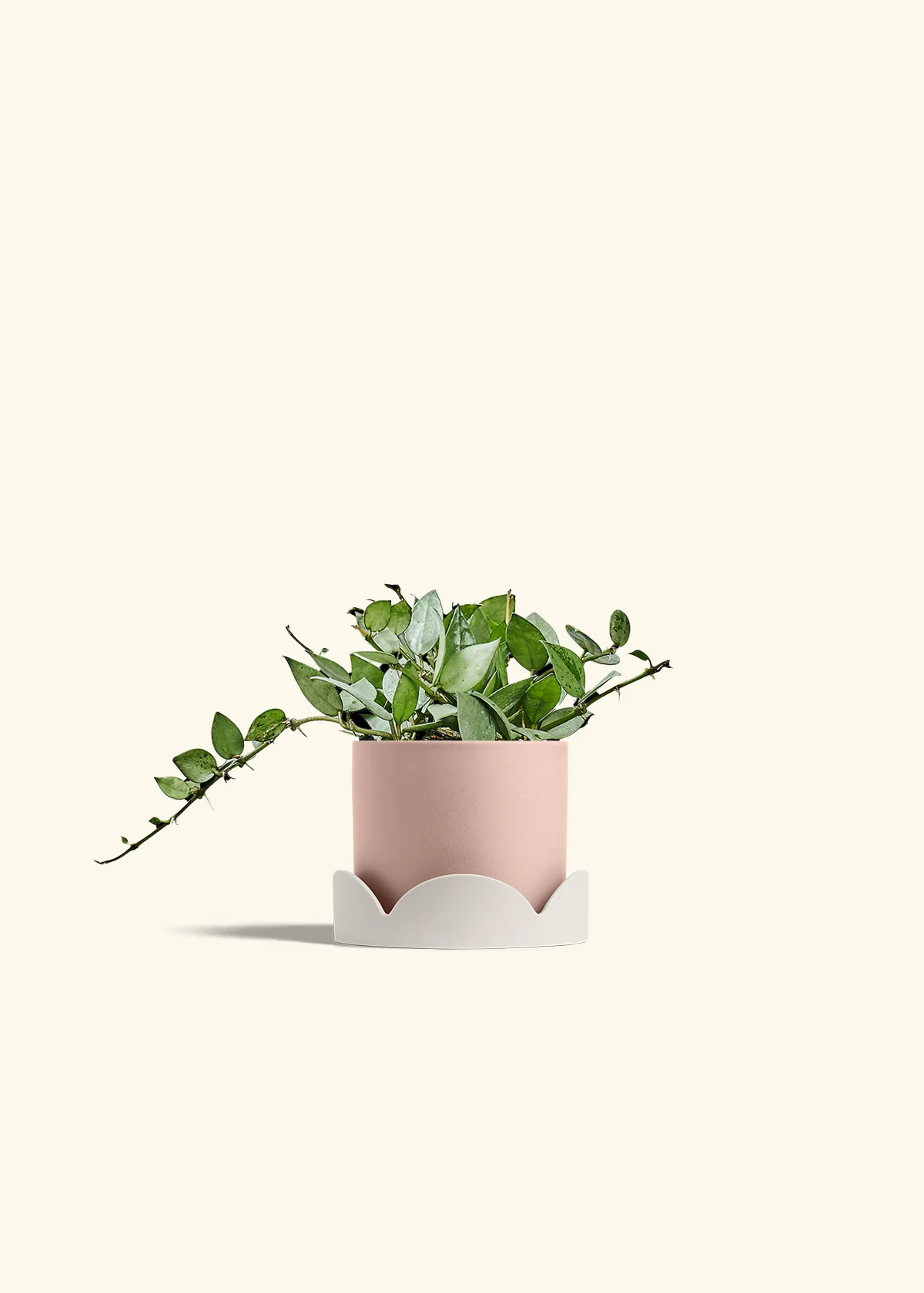 Hoya 'Arctic' - Image 27