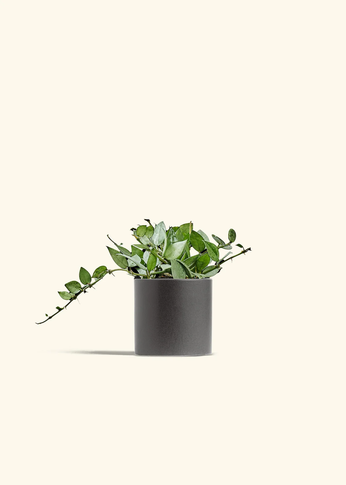 Hoya 'Arctic' - Image 28