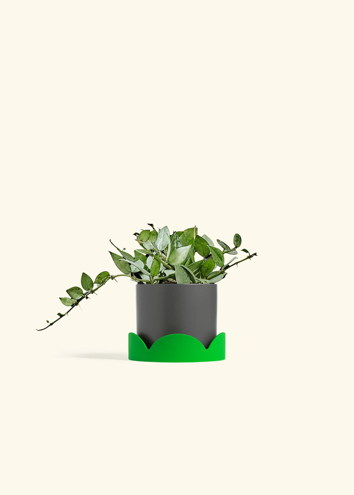 Hoya 'Arctic' - Image 29