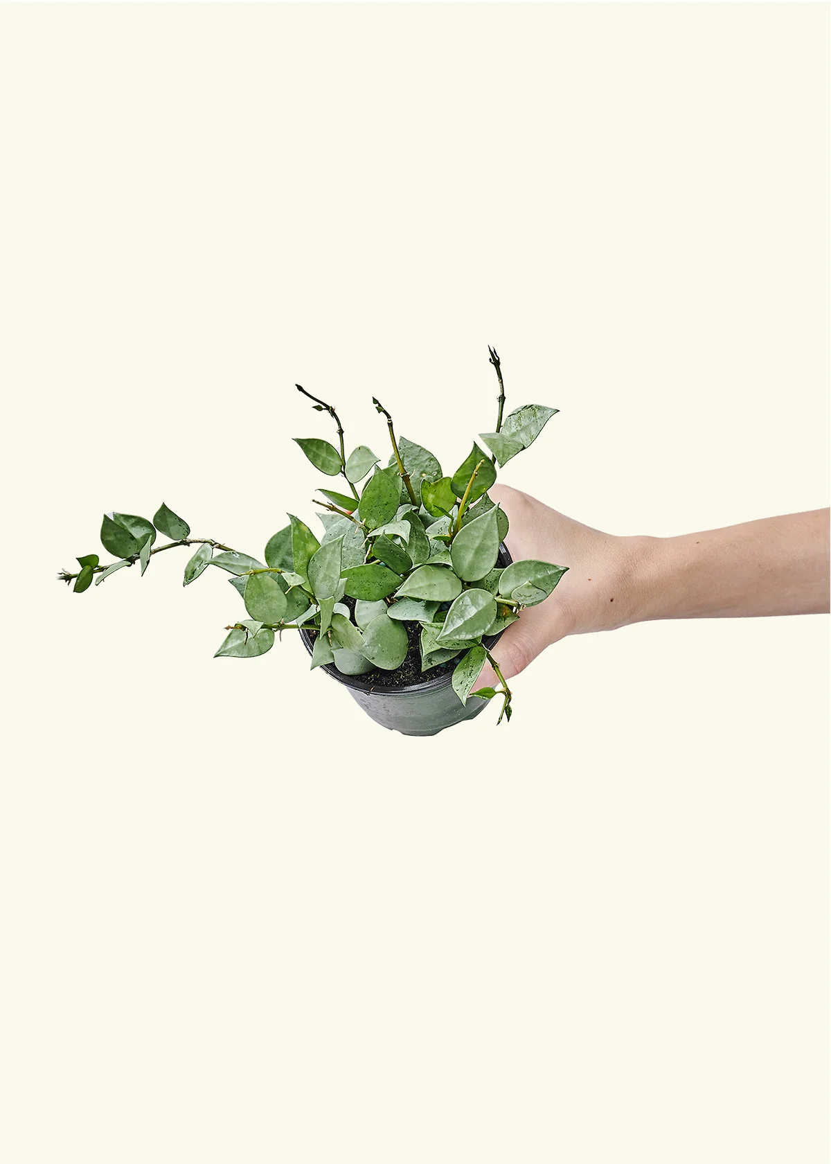 Hoya 'Arctic' - Image 3