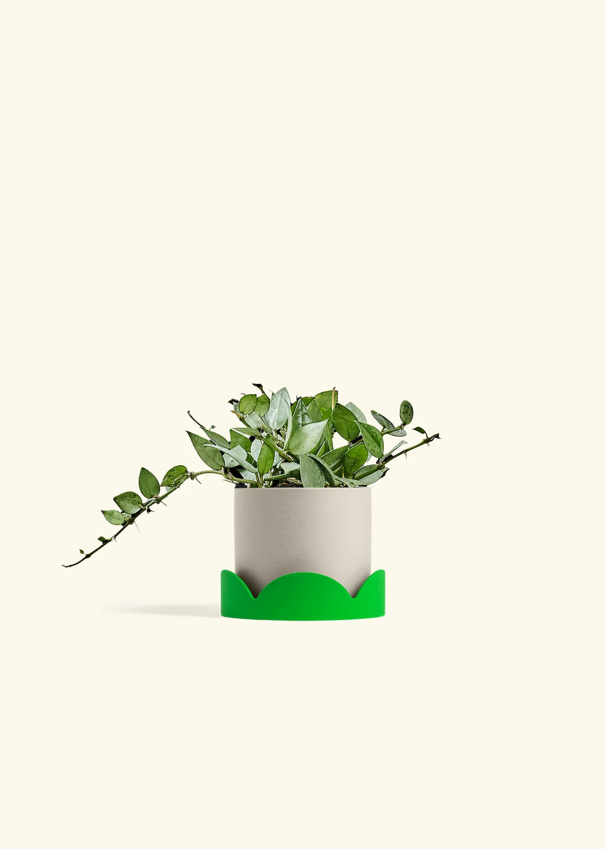 Hoya 'Arctic' - Image 33