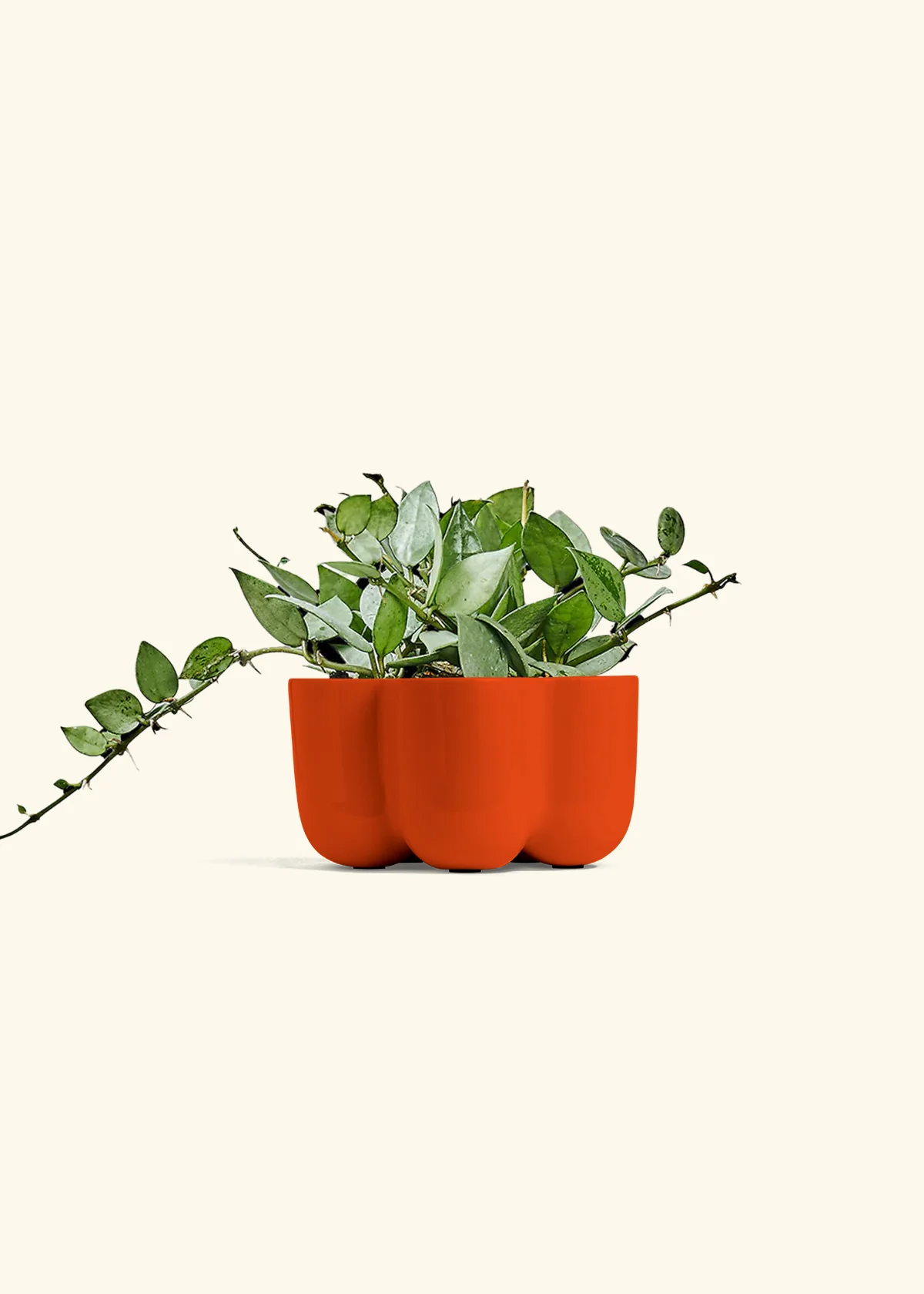 Hoya 'Arctic' - Image 37