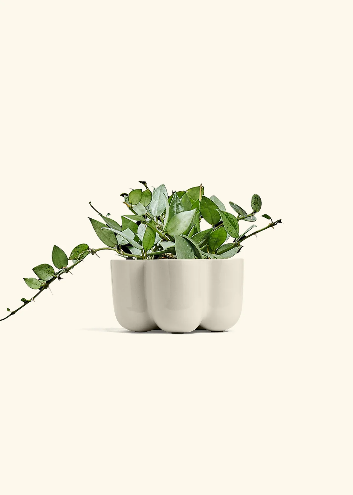 Hoya 'Arctic' - Image 38