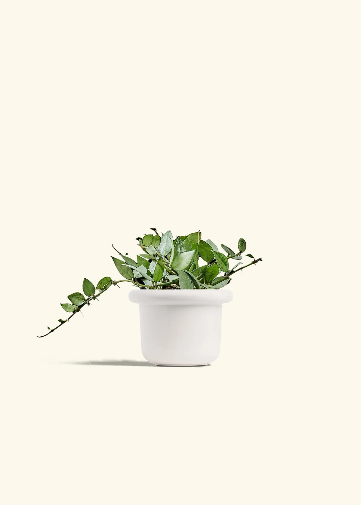 Hoya 'Arctic' - Image 4