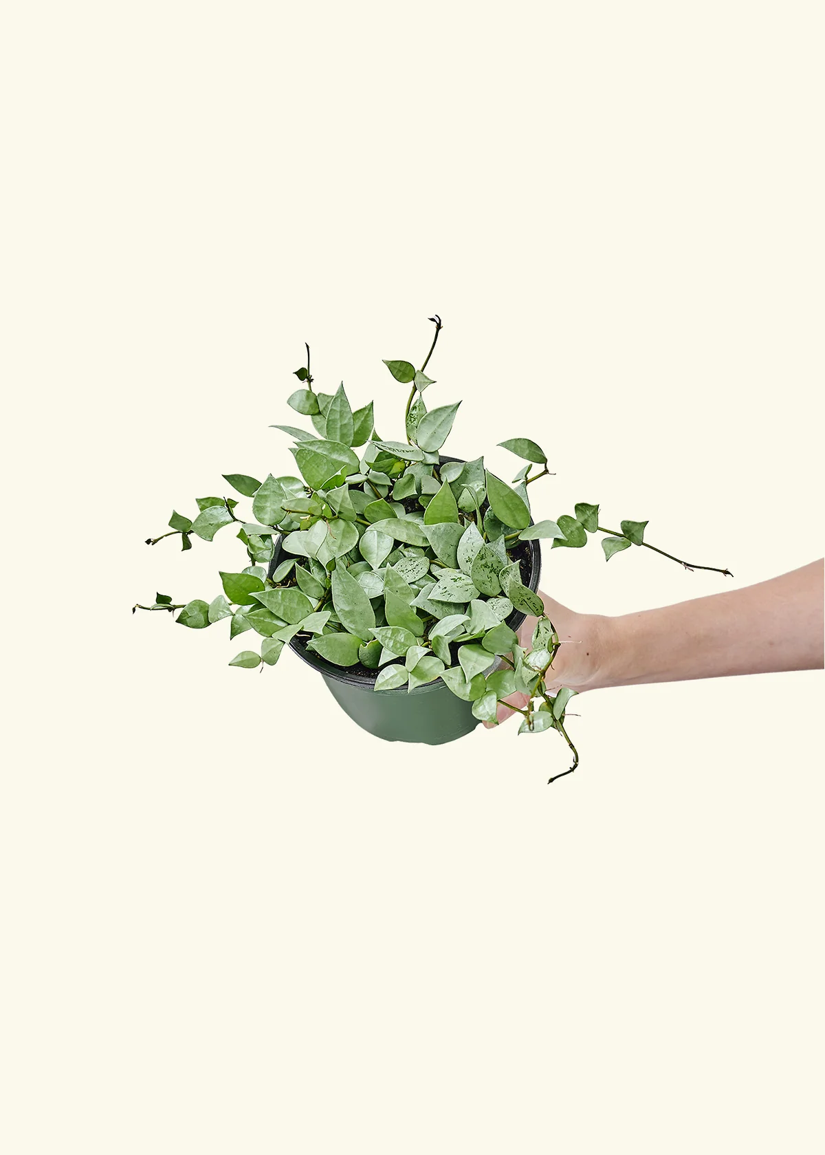 Hoya 'Arctic' - Image 40