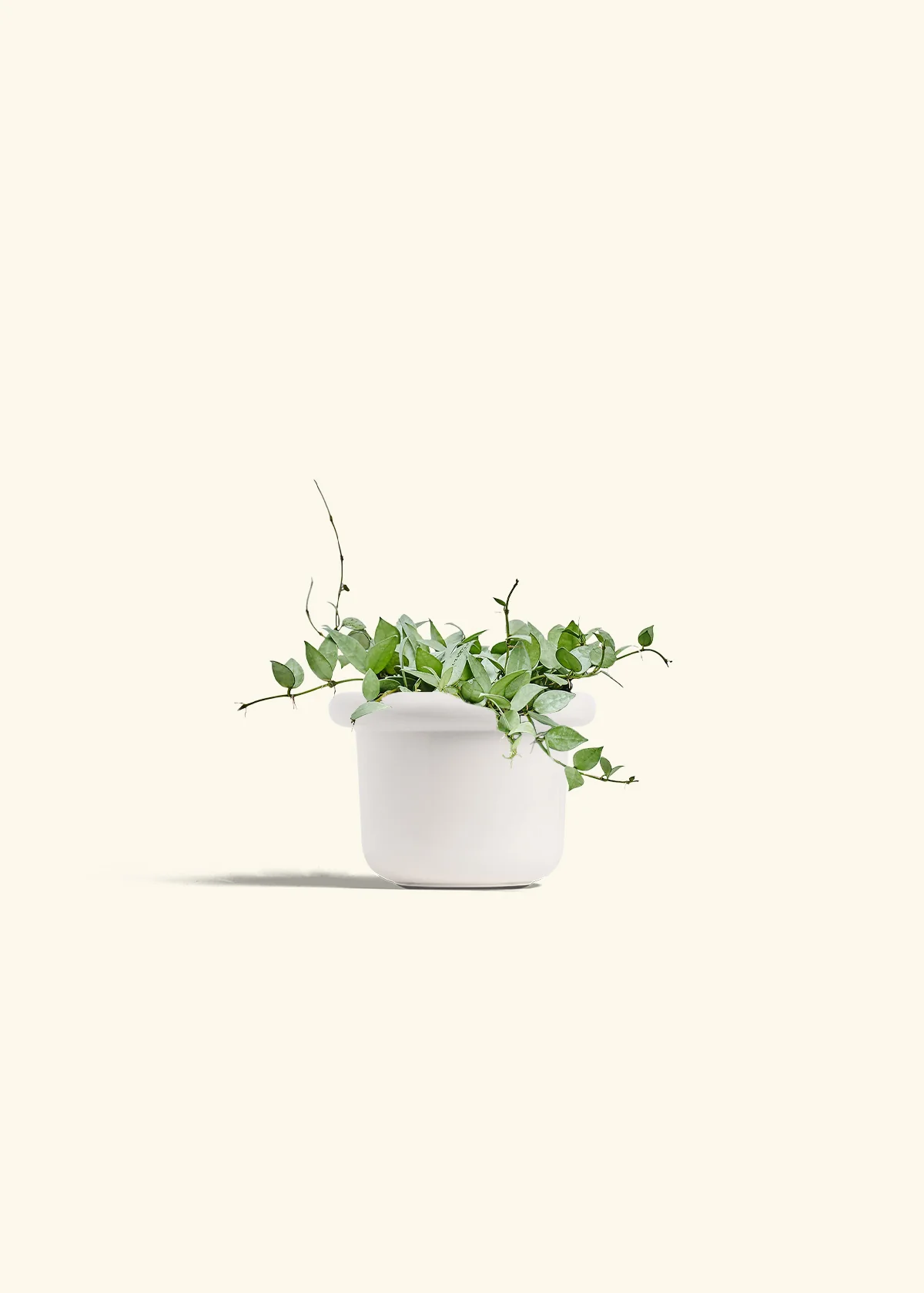 Hoya 'Arctic' - Image 41