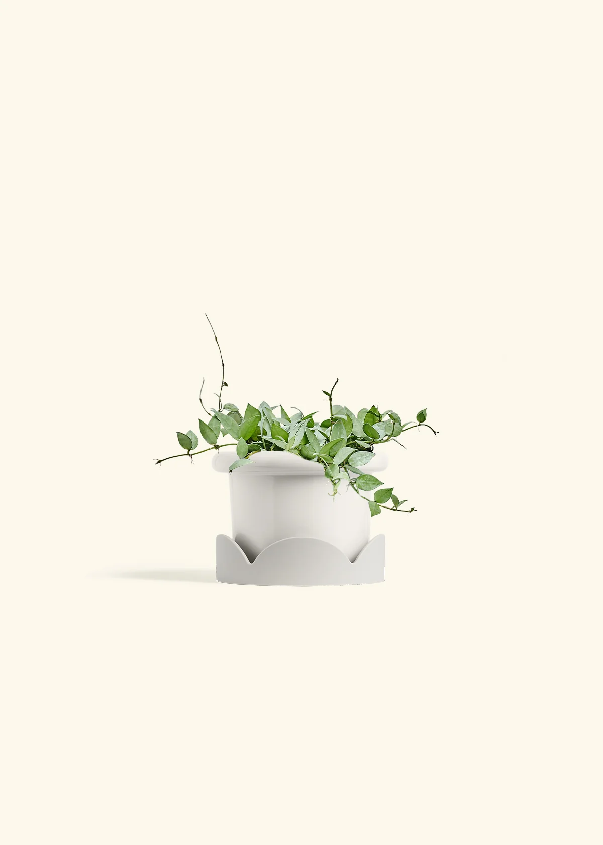 Hoya 'Arctic' - Image 43