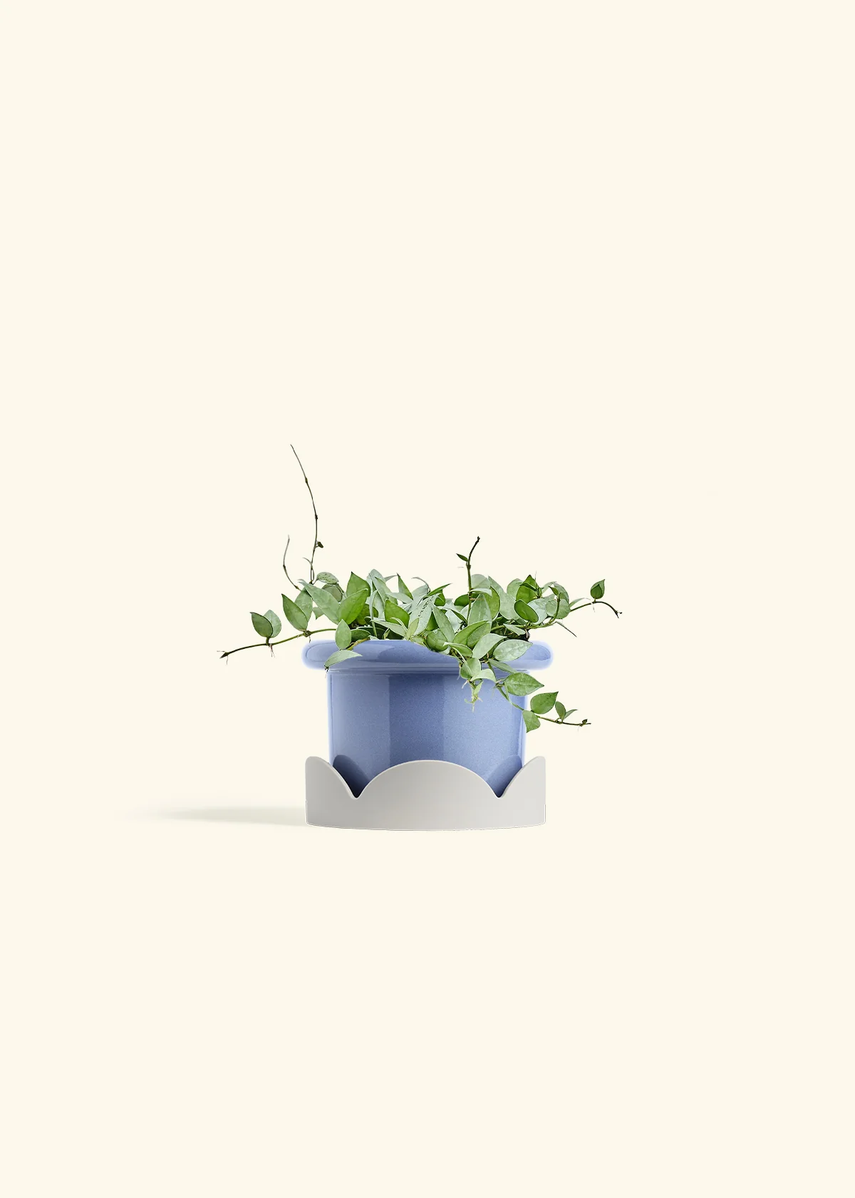 Hoya 'Arctic' - Image 47