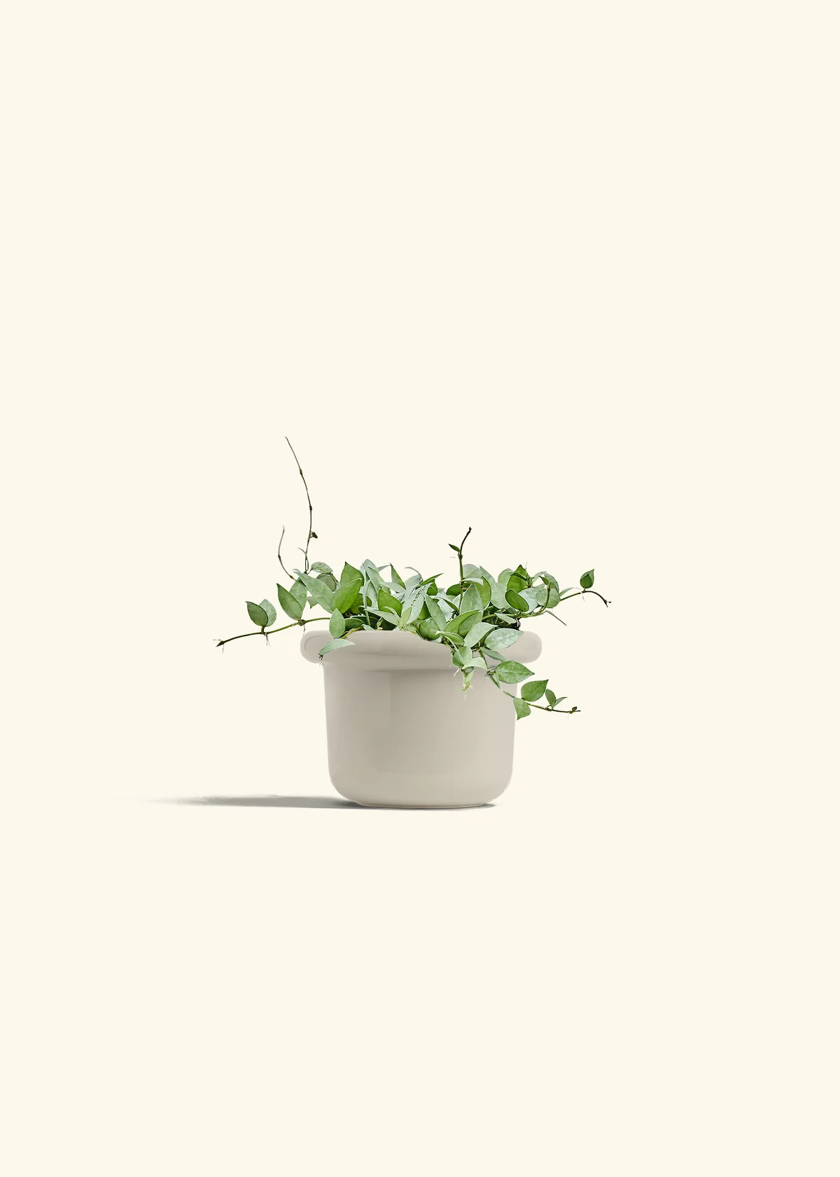 Hoya 'Arctic' - Image 53