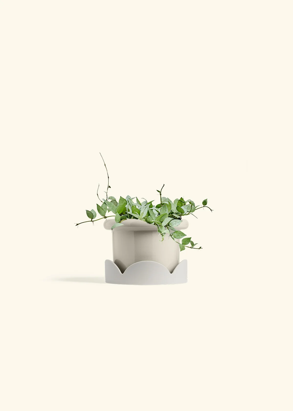 Hoya 'Arctic' - Image 55