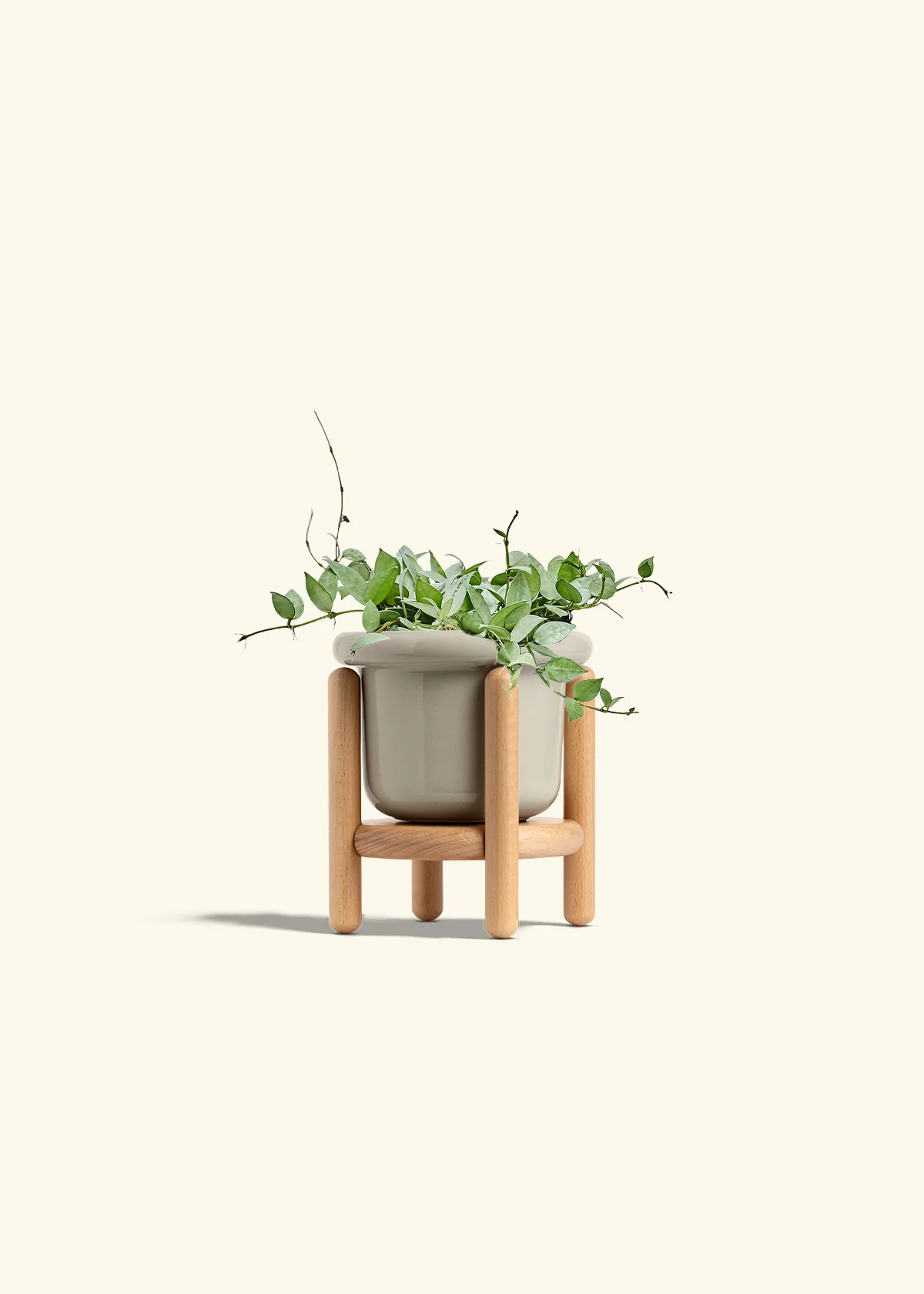 Hoya 'Arctic' - Image 56