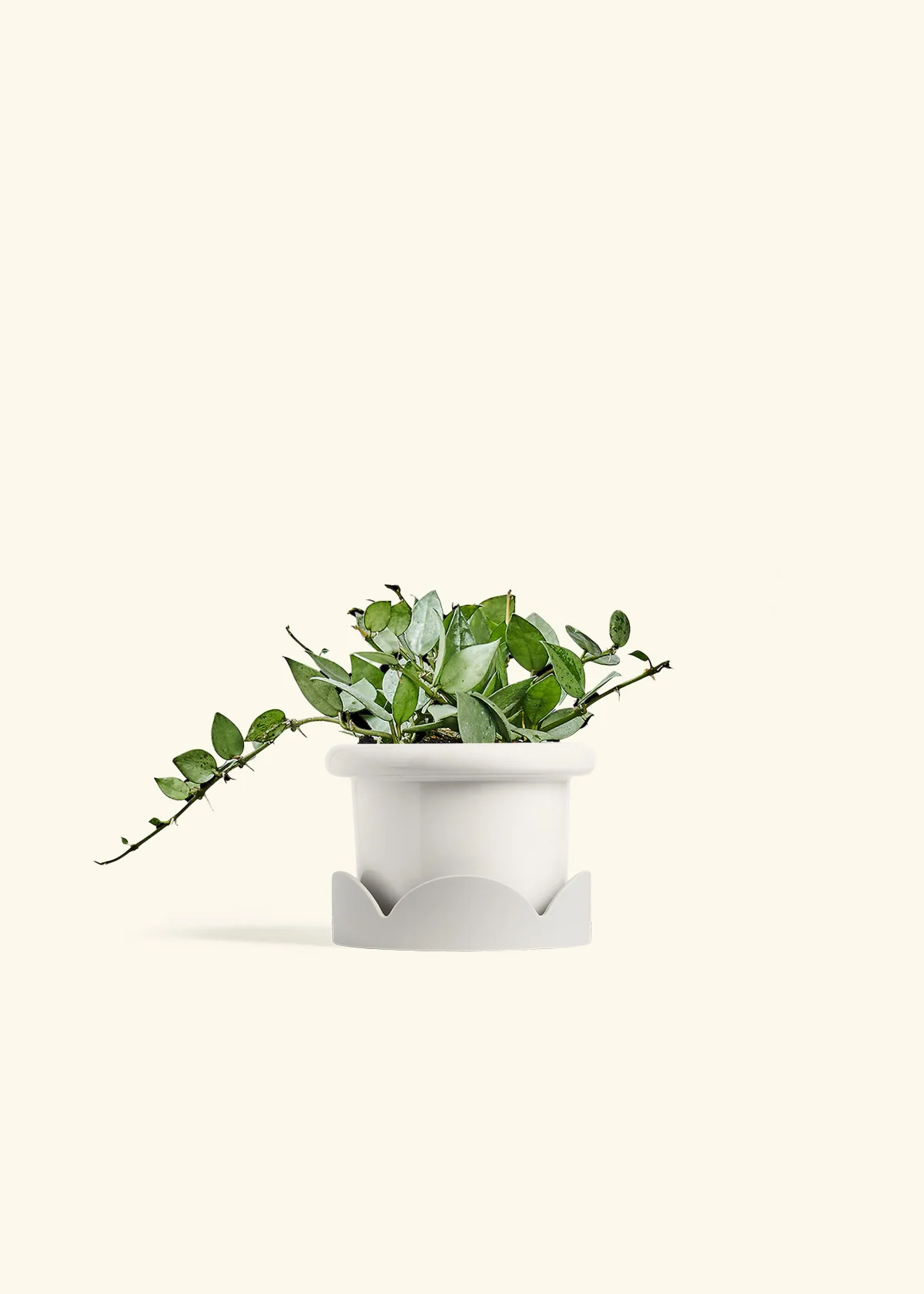 Hoya 'Arctic' - Image 6