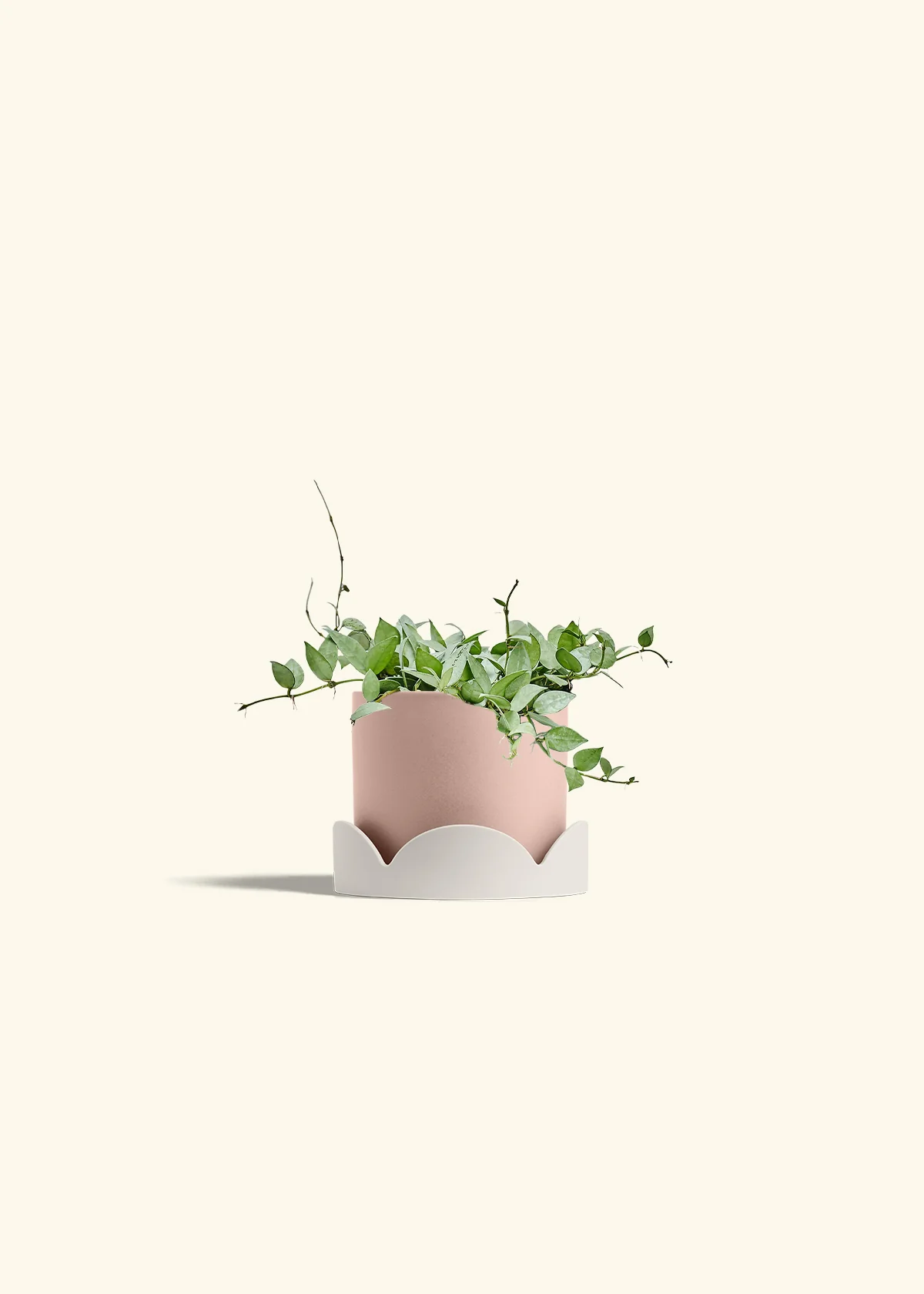 Hoya 'Arctic' - Image 61