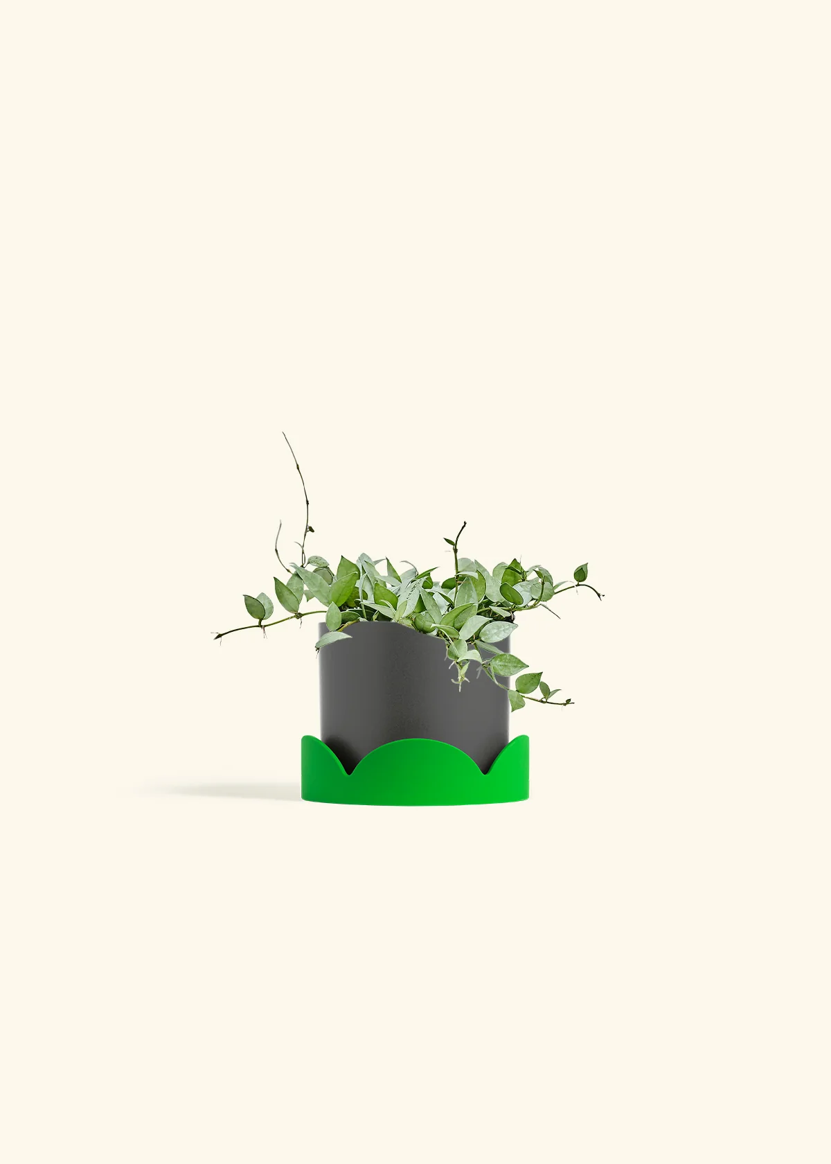Hoya 'Arctic' - Image 63