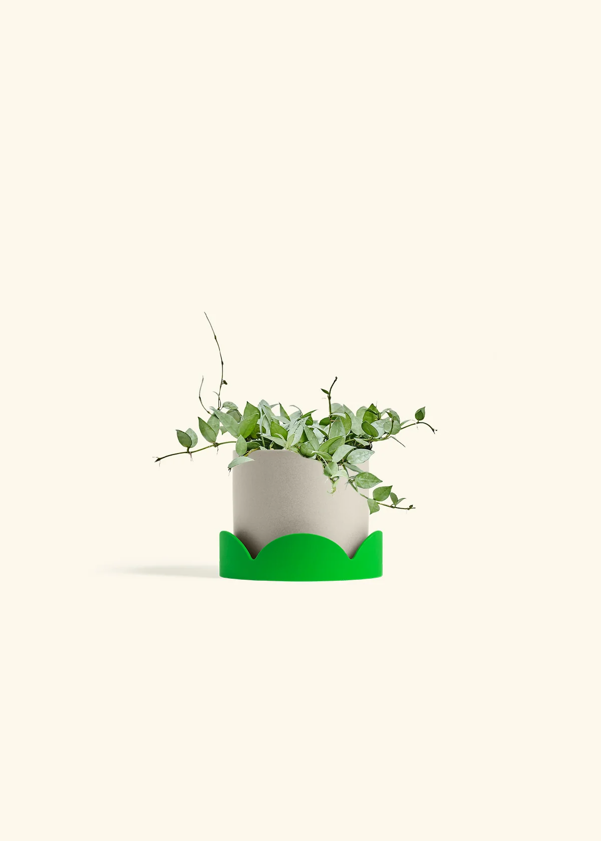 Hoya 'Arctic' - Image 66