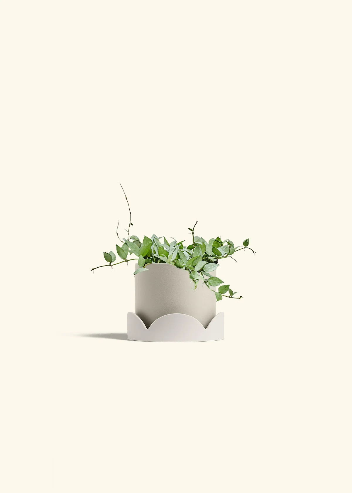 Hoya 'Arctic' - Image 67
