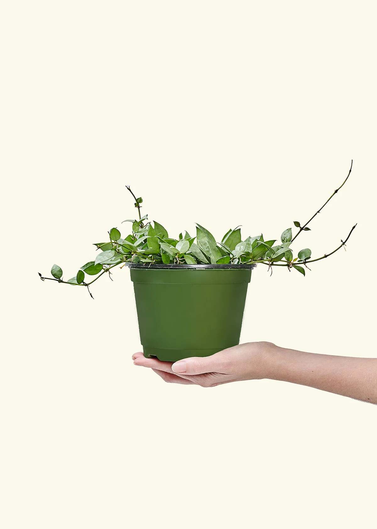 Hoya 'Arctic' - Image 69