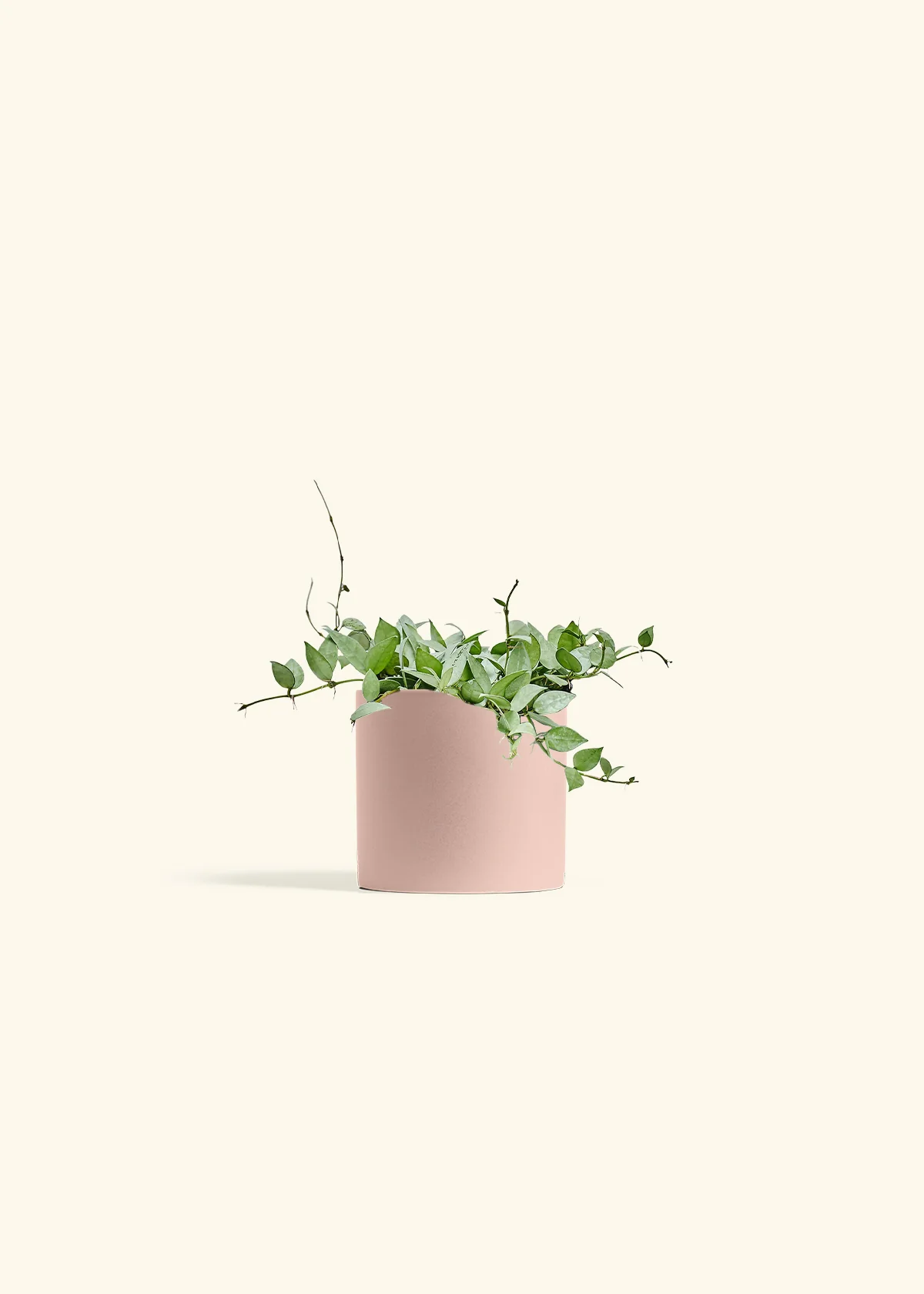Hoya 'Arctic' - Image 71