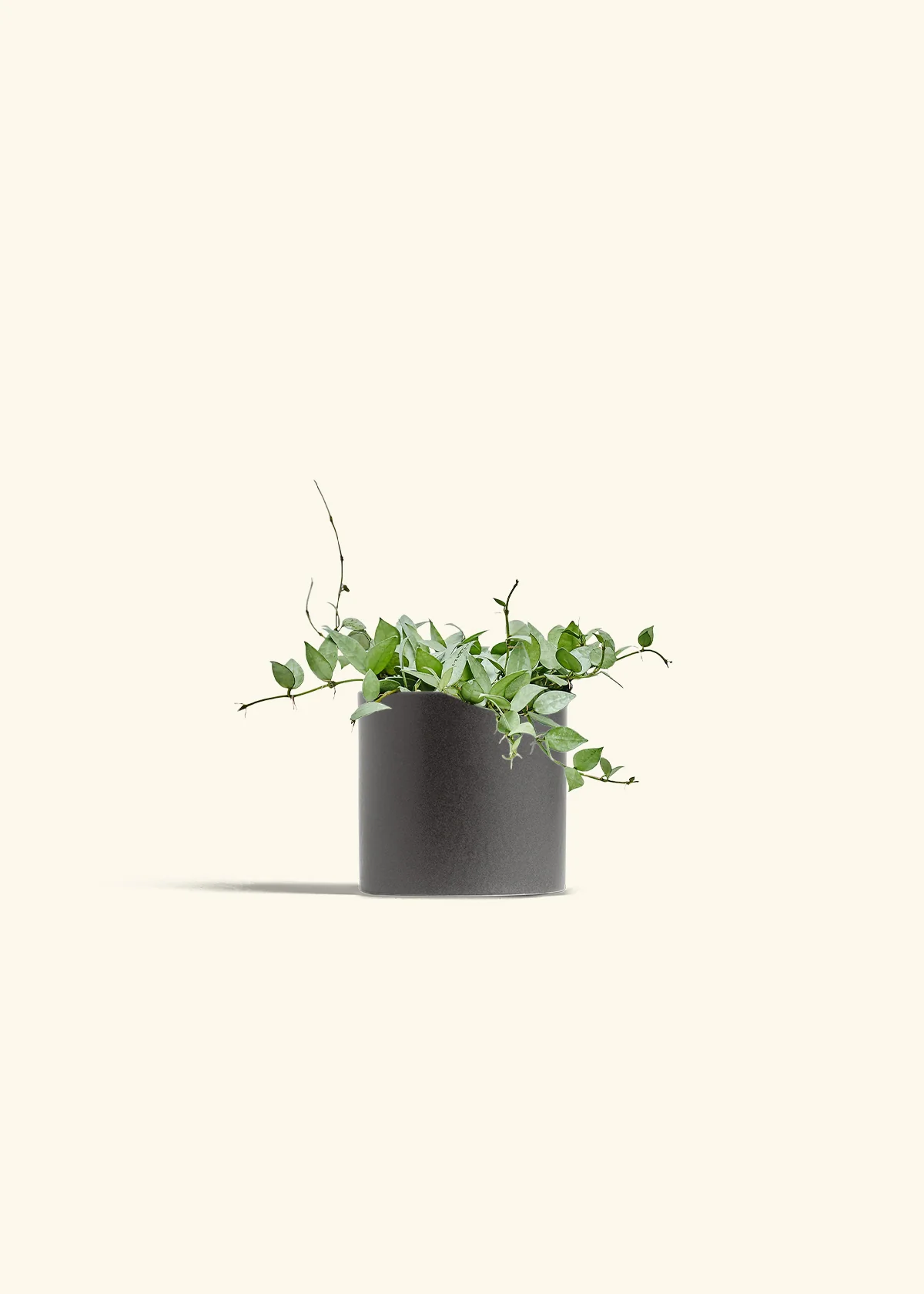 Hoya 'Arctic' - Image 72