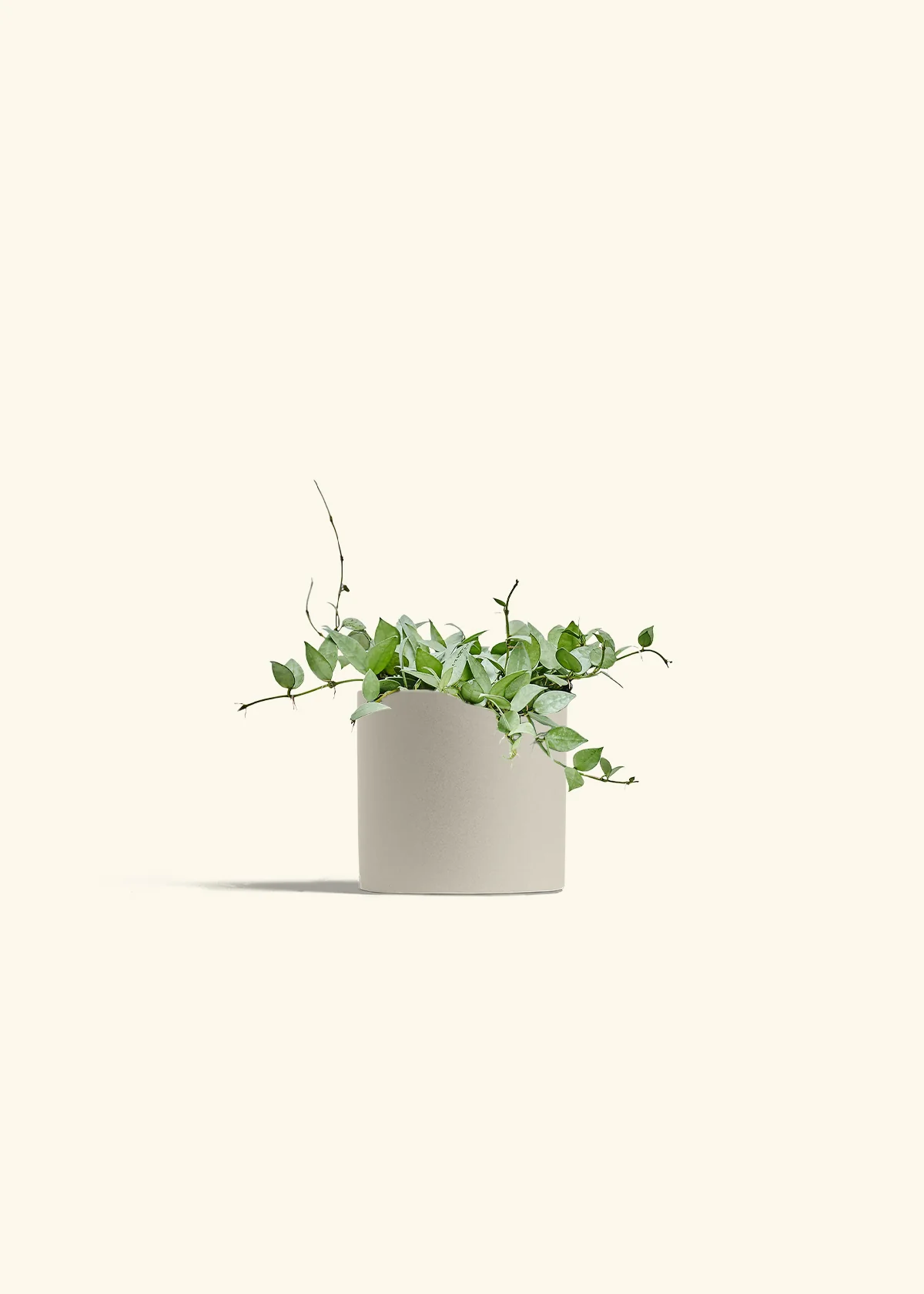 Hoya 'Arctic' - Image 73
