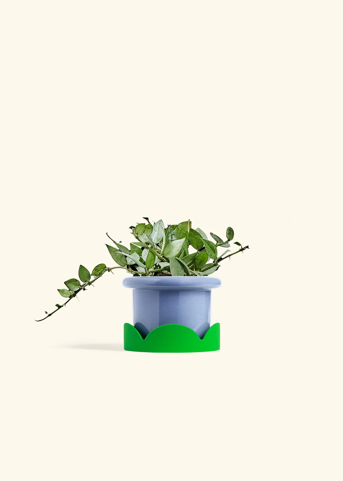 Hoya 'Arctic' - Image 9