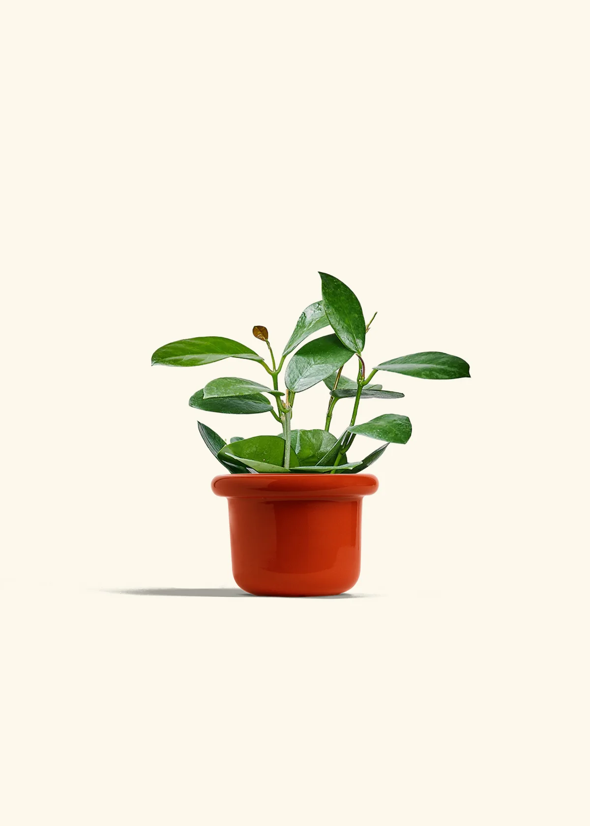 Hoya Australis - Image 12
