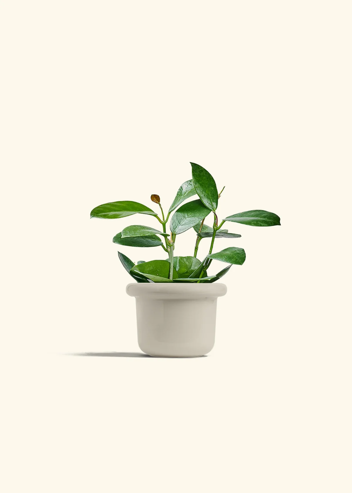Hoya Australis - Image 16