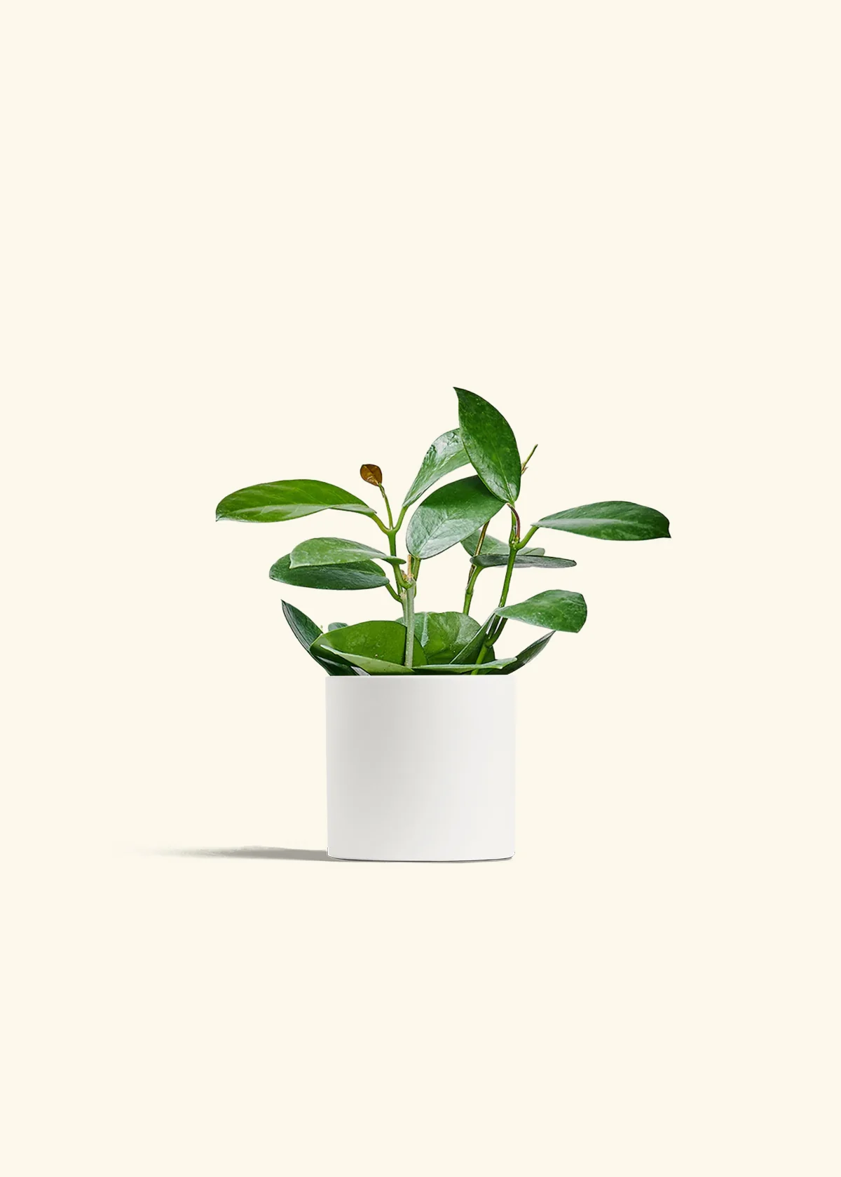 Hoya Australis - Image 20
