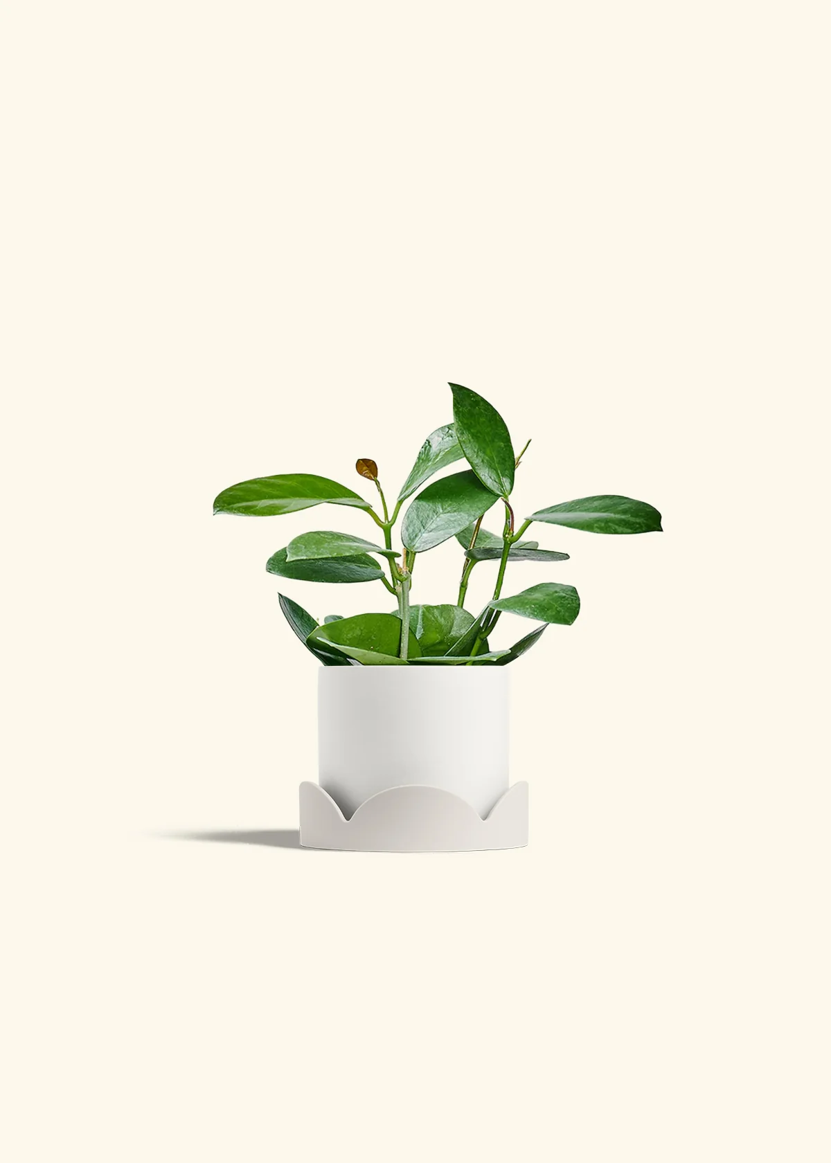 Hoya Australis - Image 22